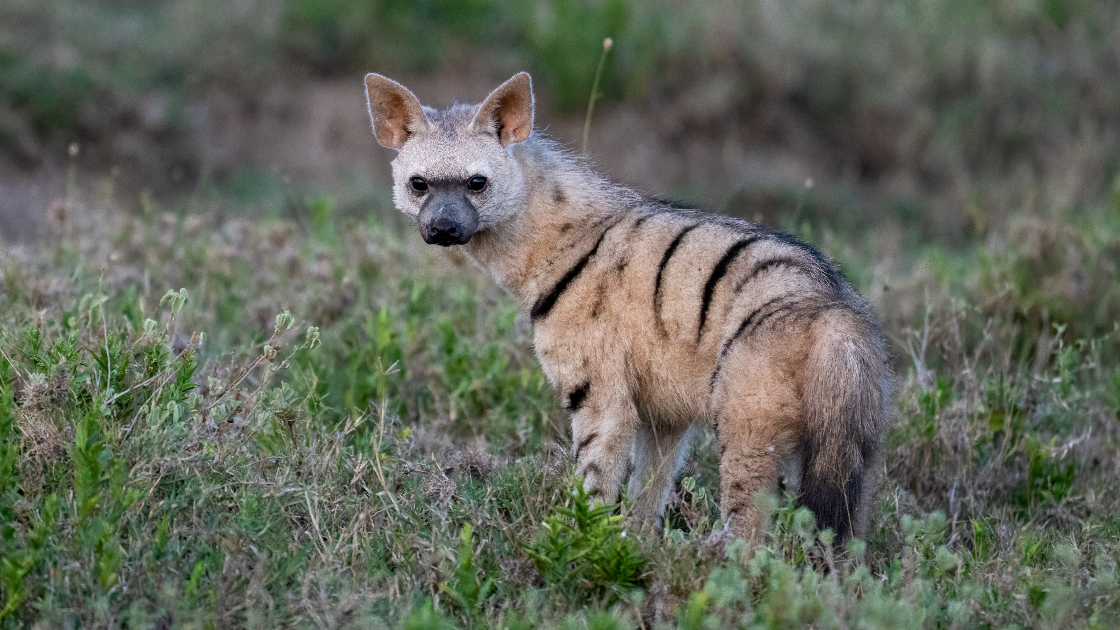 Serengeti National Park - Aardwolf