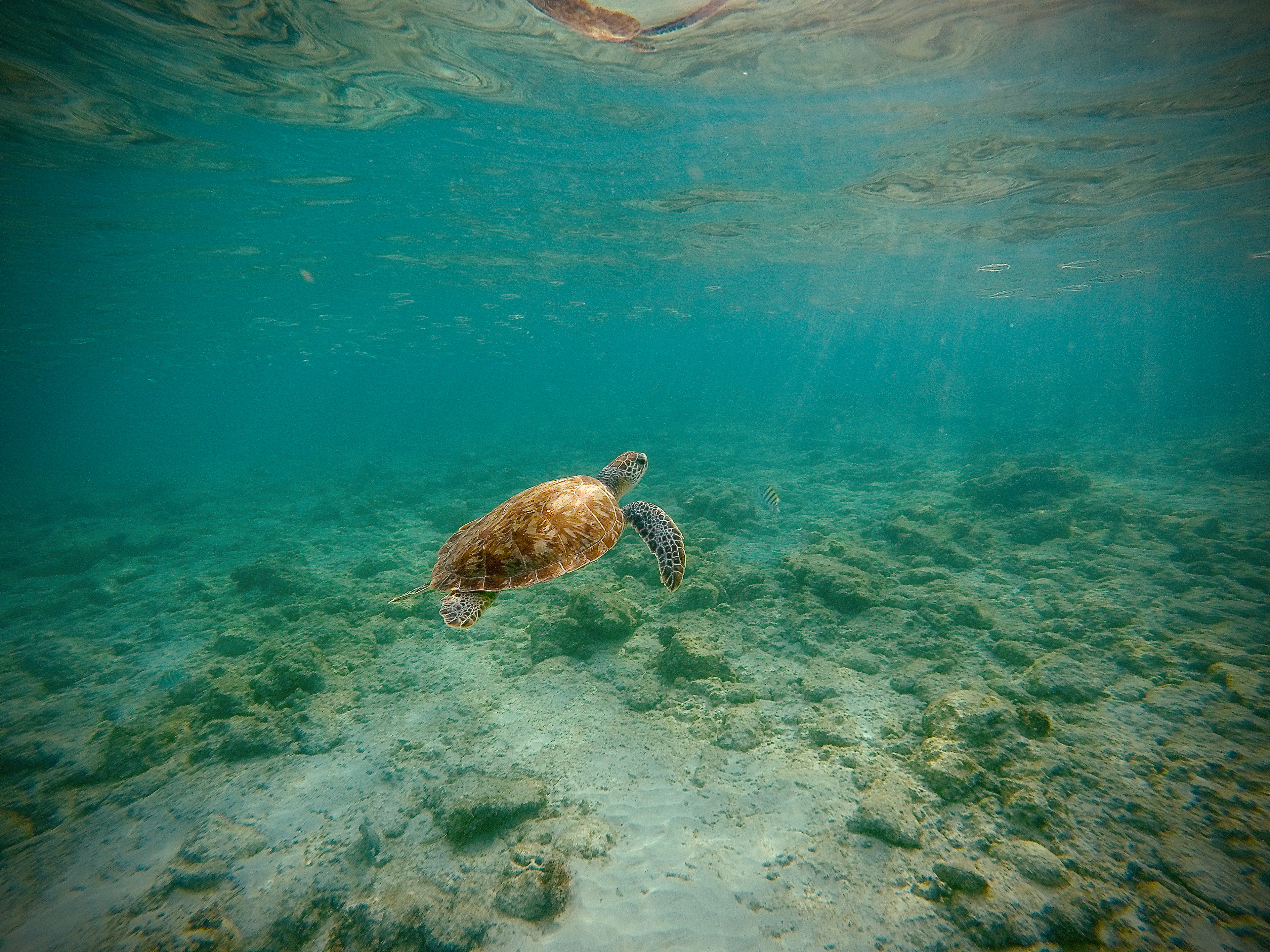 Sea Turtle Swimming in Barbados