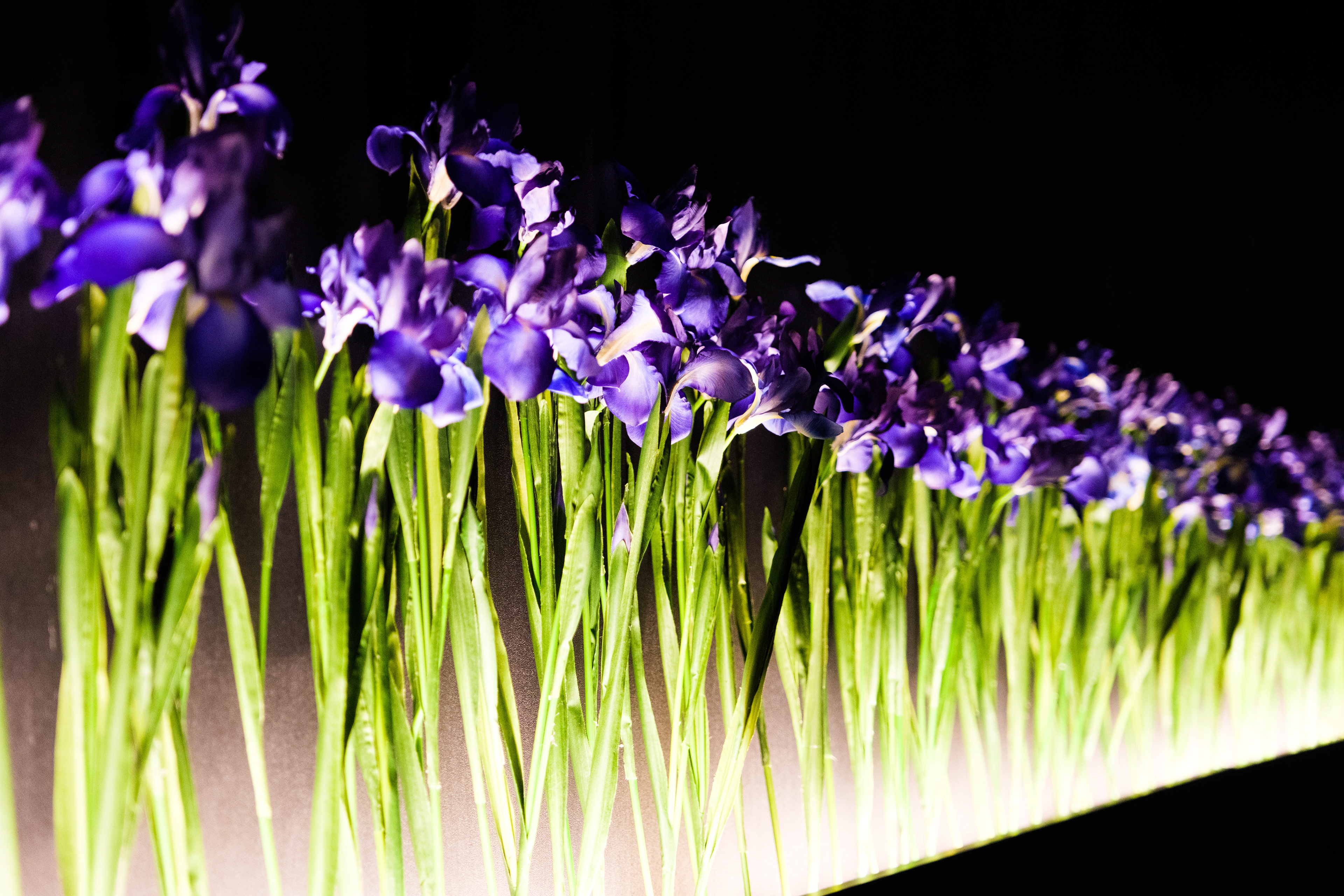Wall of flowers in Japanese art museum