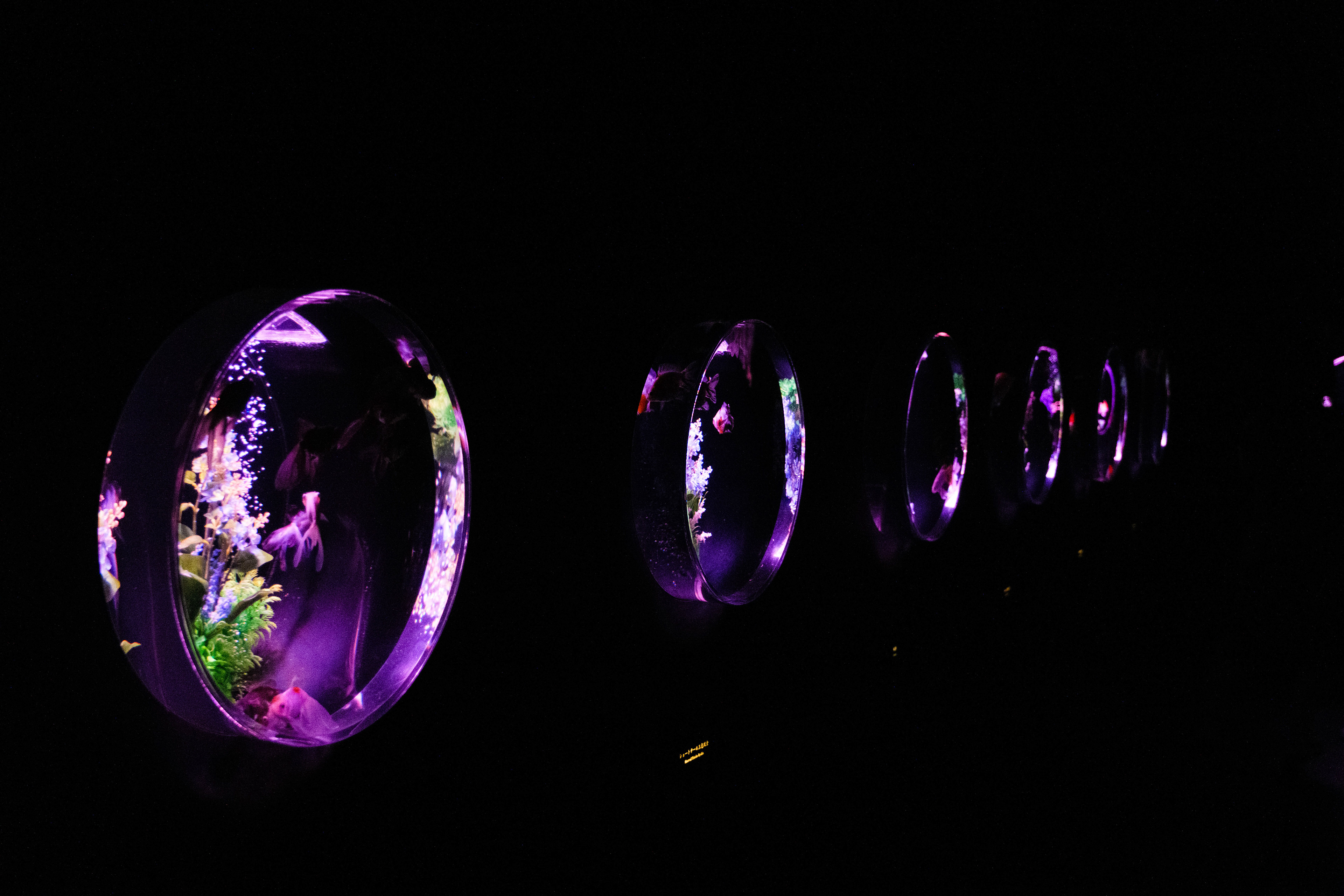 Artistic display of fish tanks