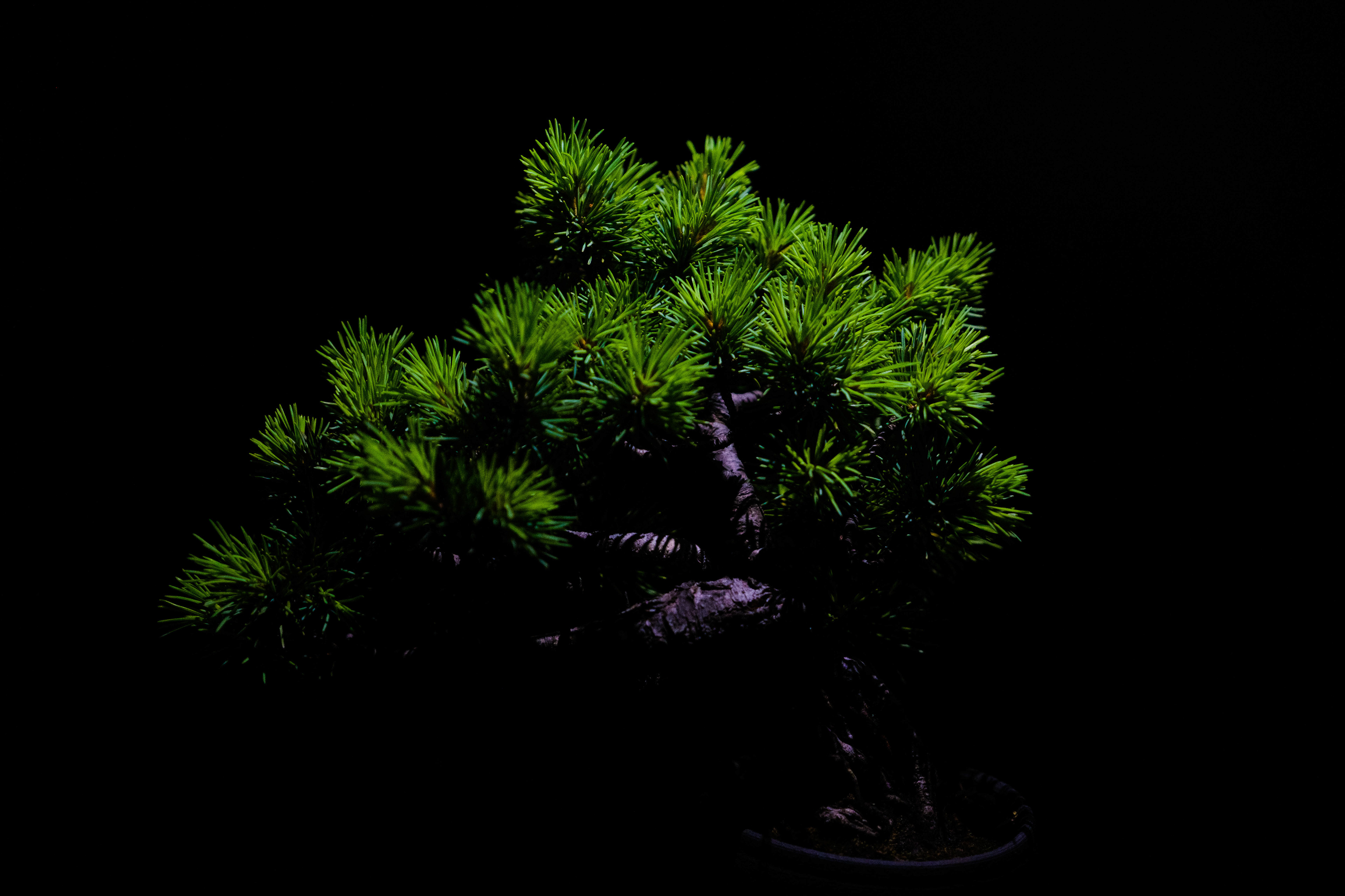 Bonsai tree under a display light