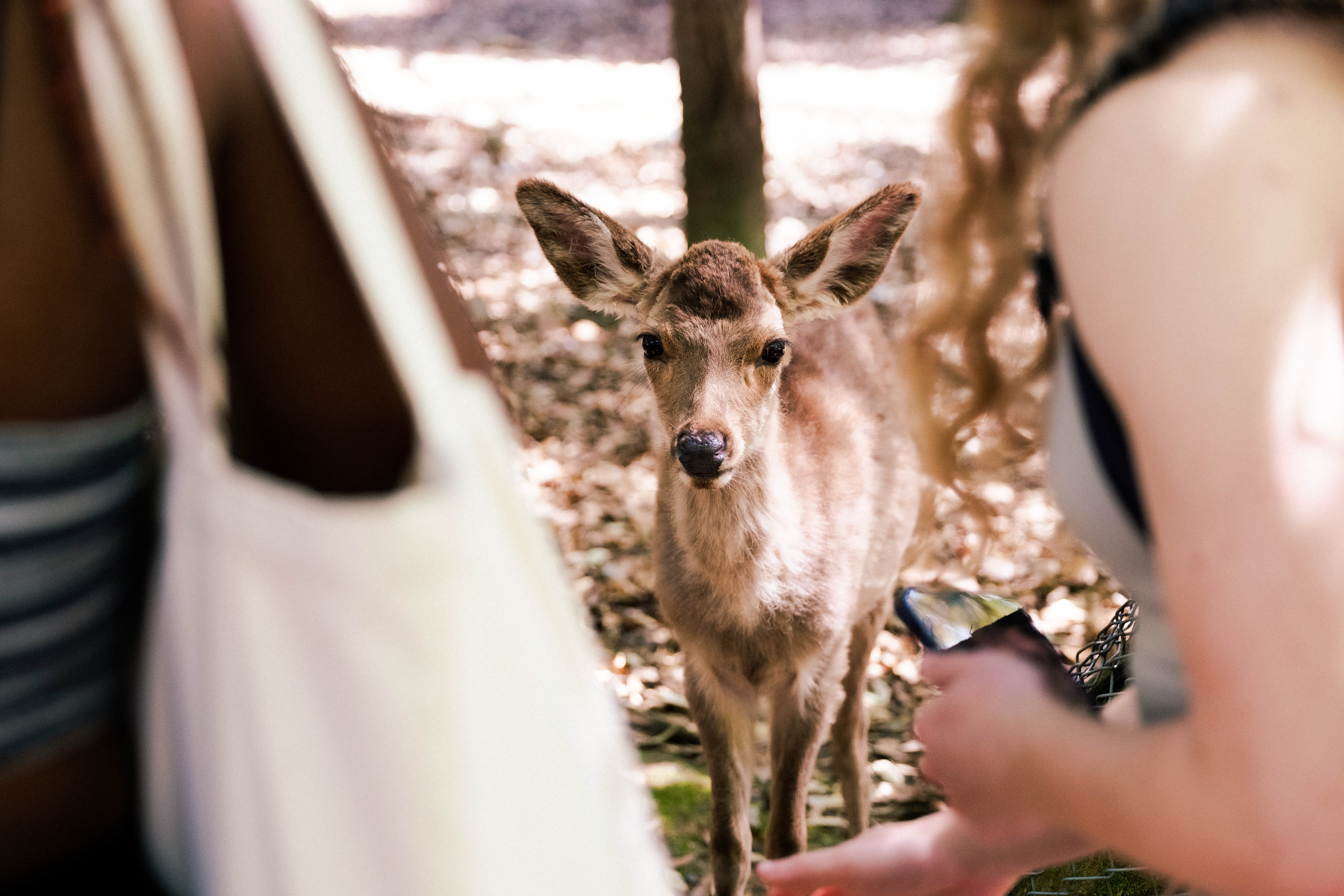 Hungry Deer in Nara, Japan