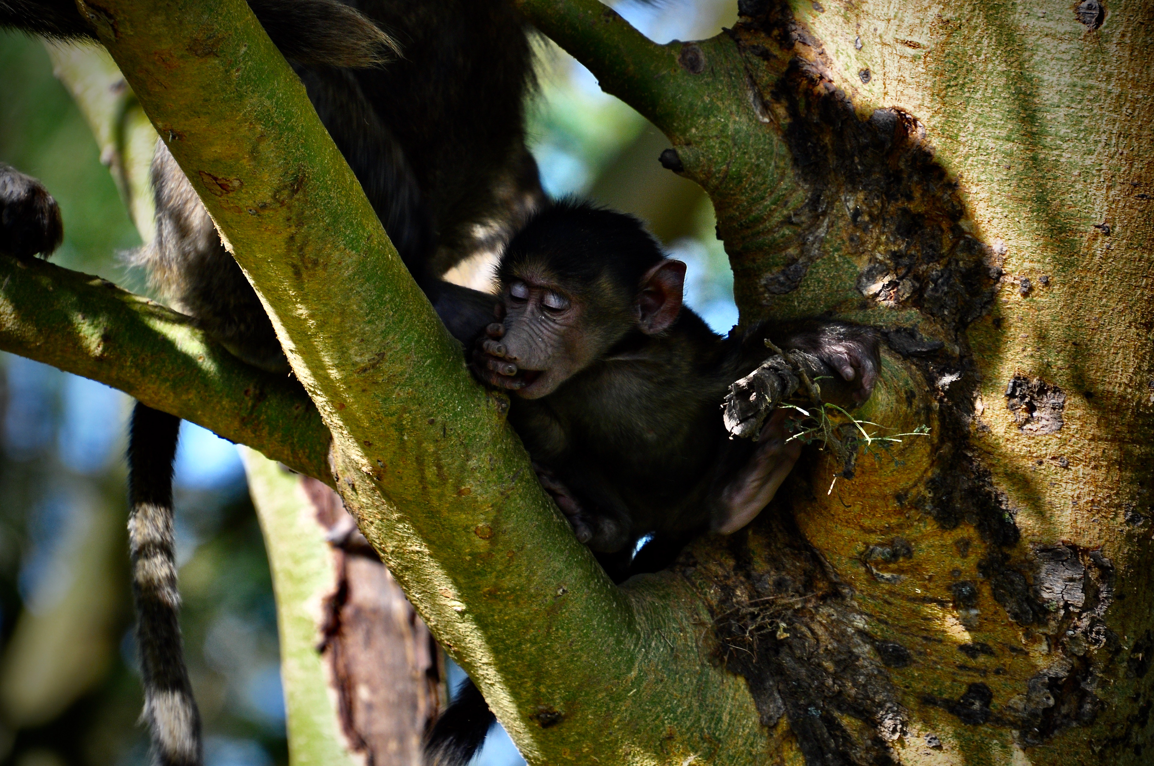 Young Monkey in Kenya