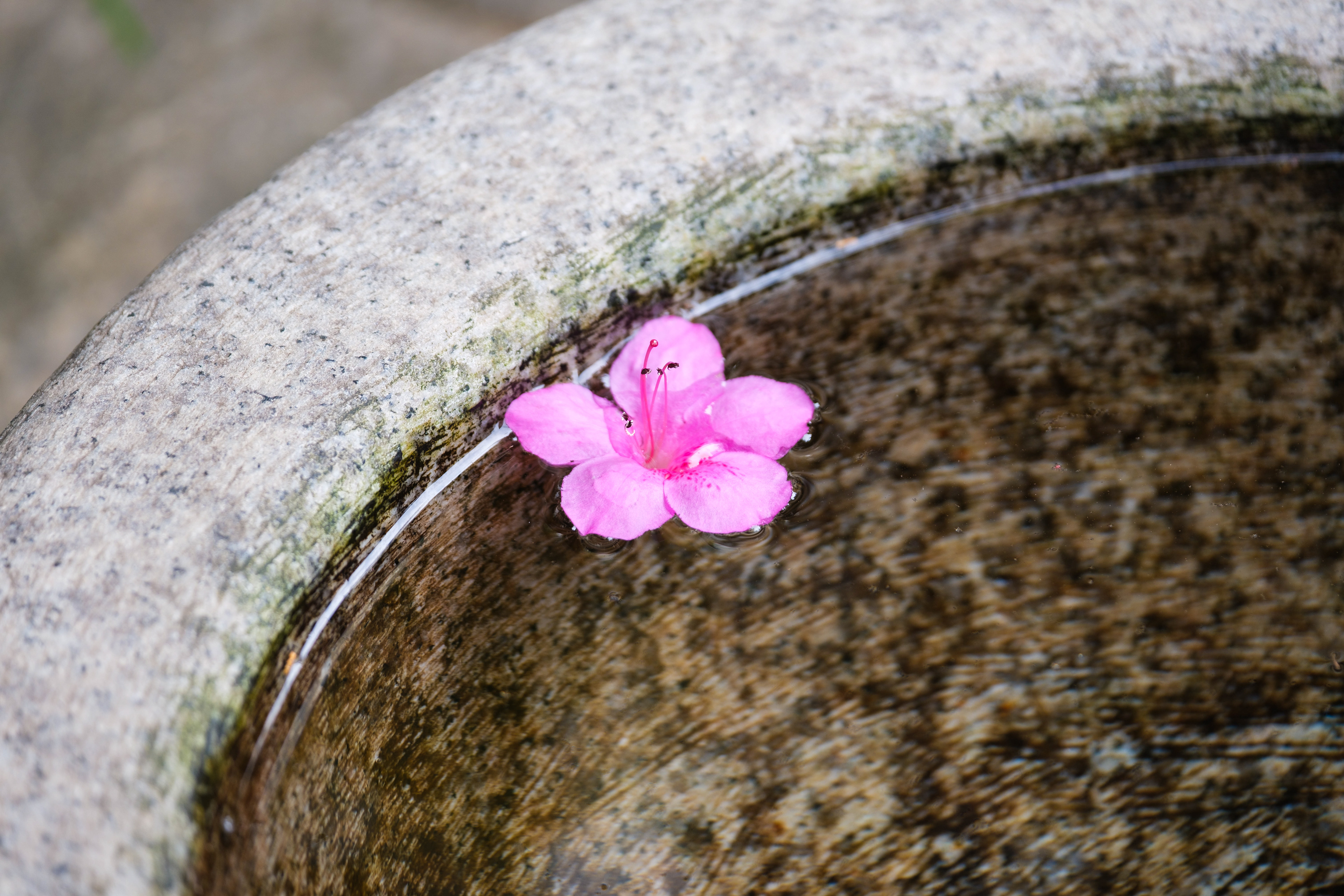 A small flower in a bird bath