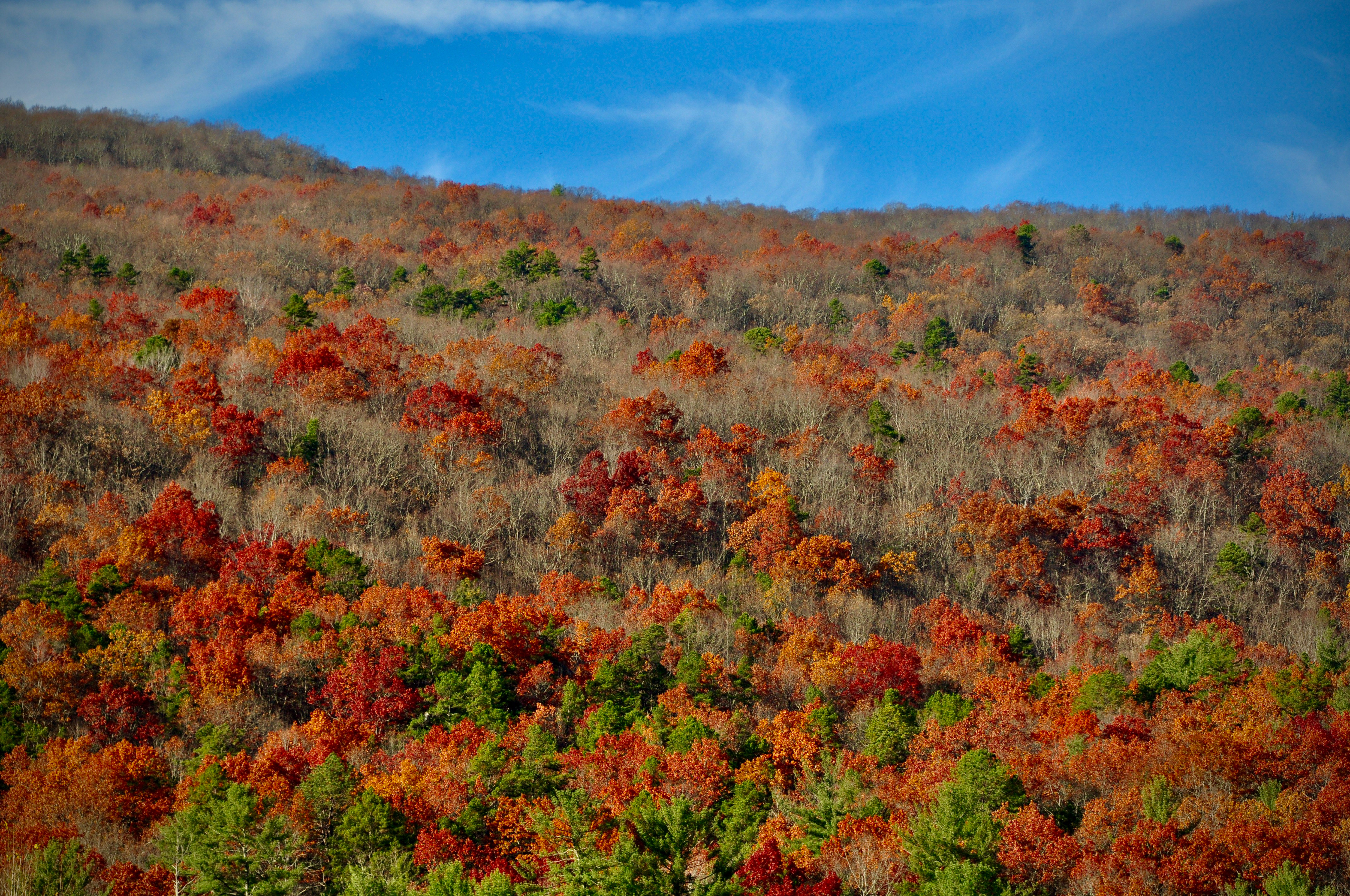 Peak fall foliage in Roanoke, Virginia