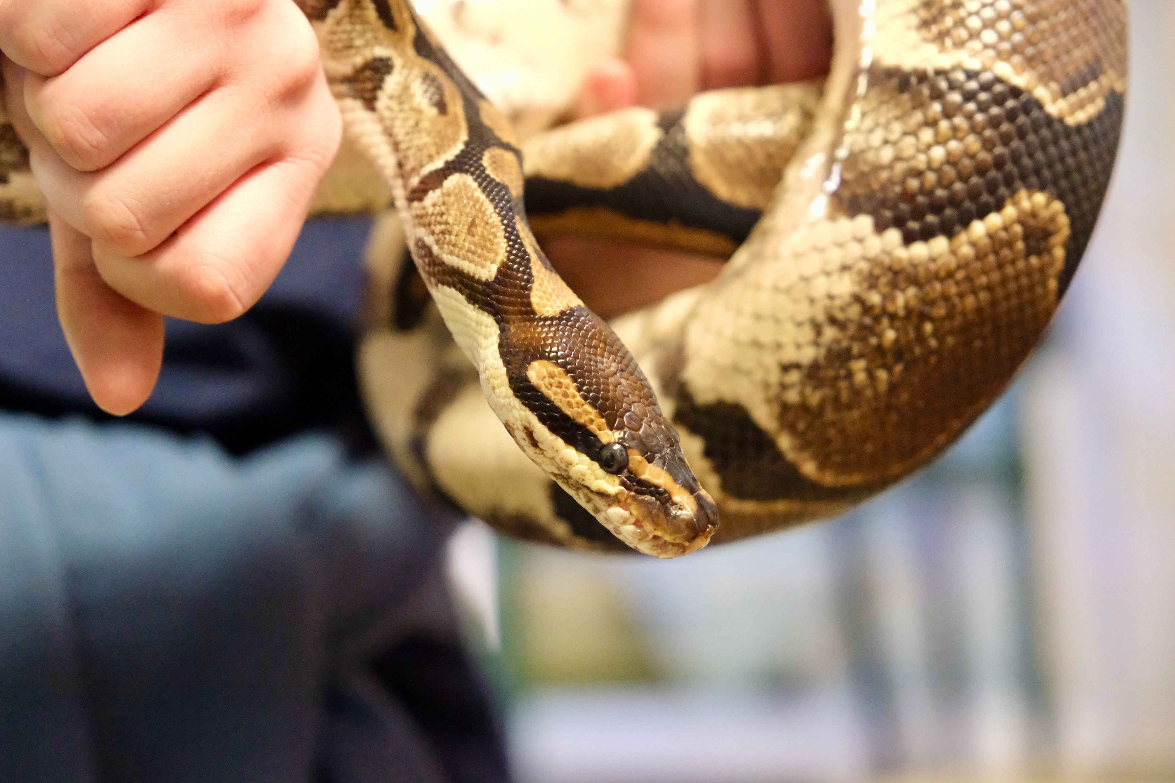 Snake at Mill Mountain Zoo