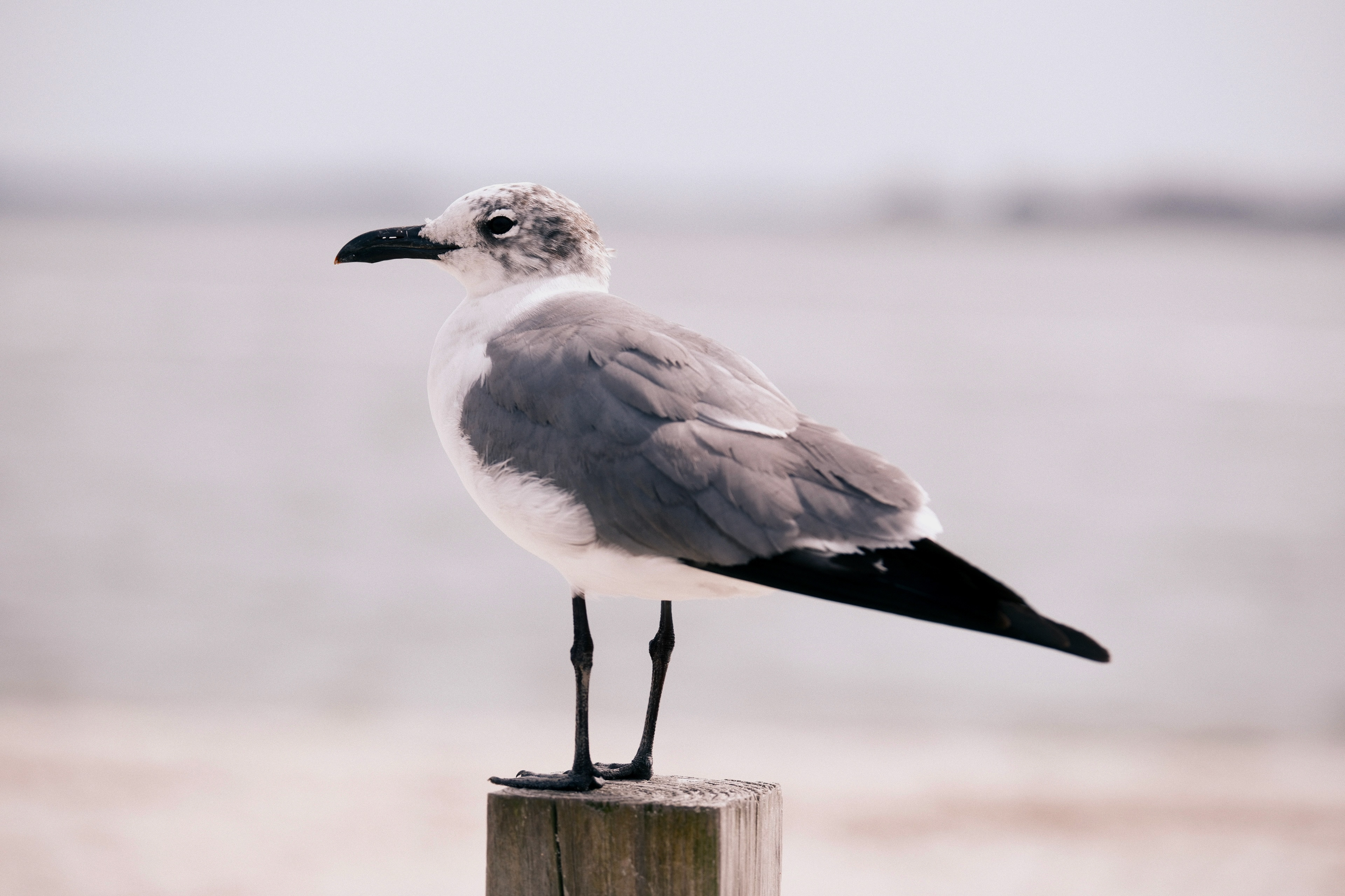 Seagull in Beaufort, South Carolina