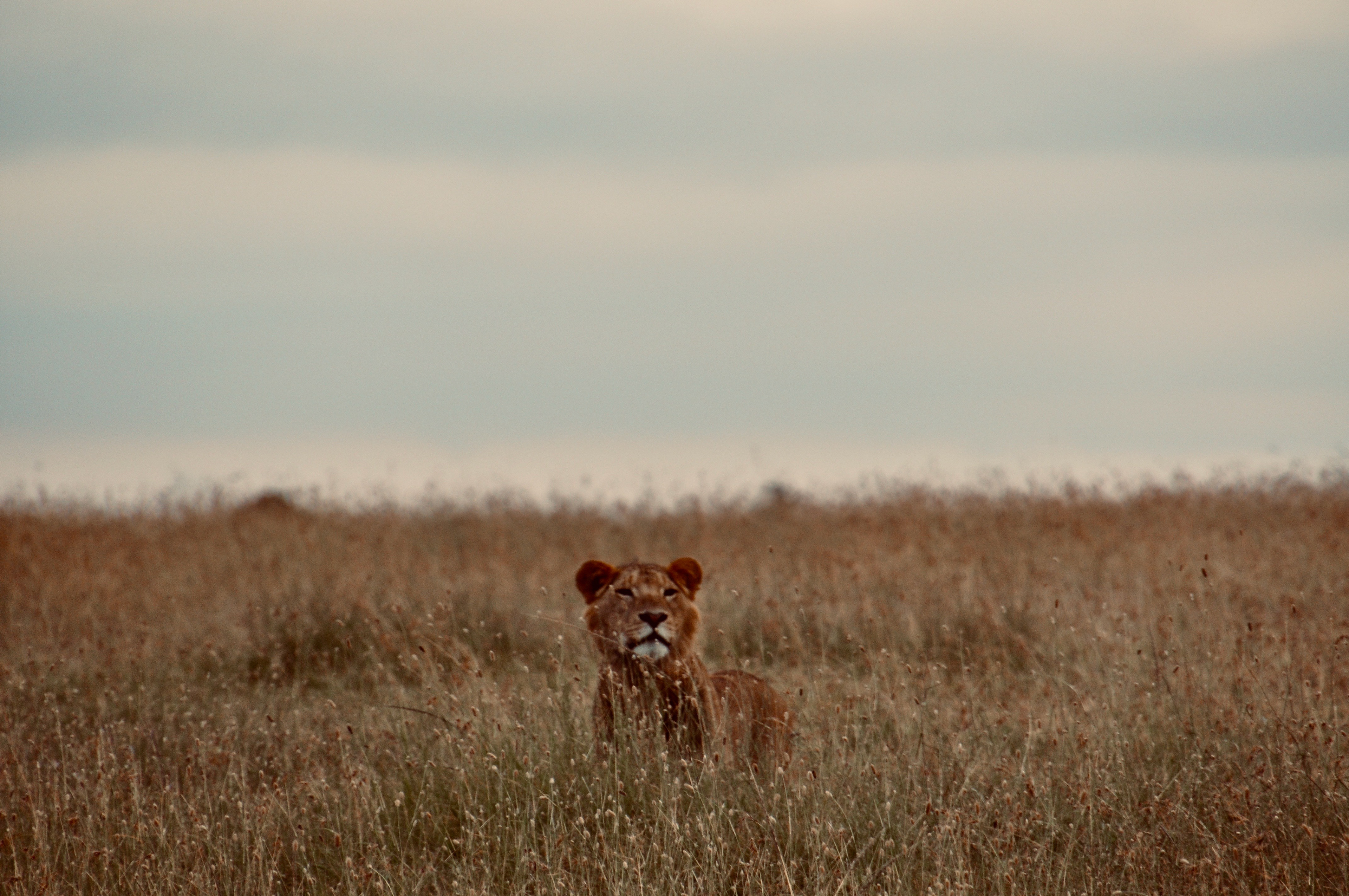 Stalking Lion in Kenya