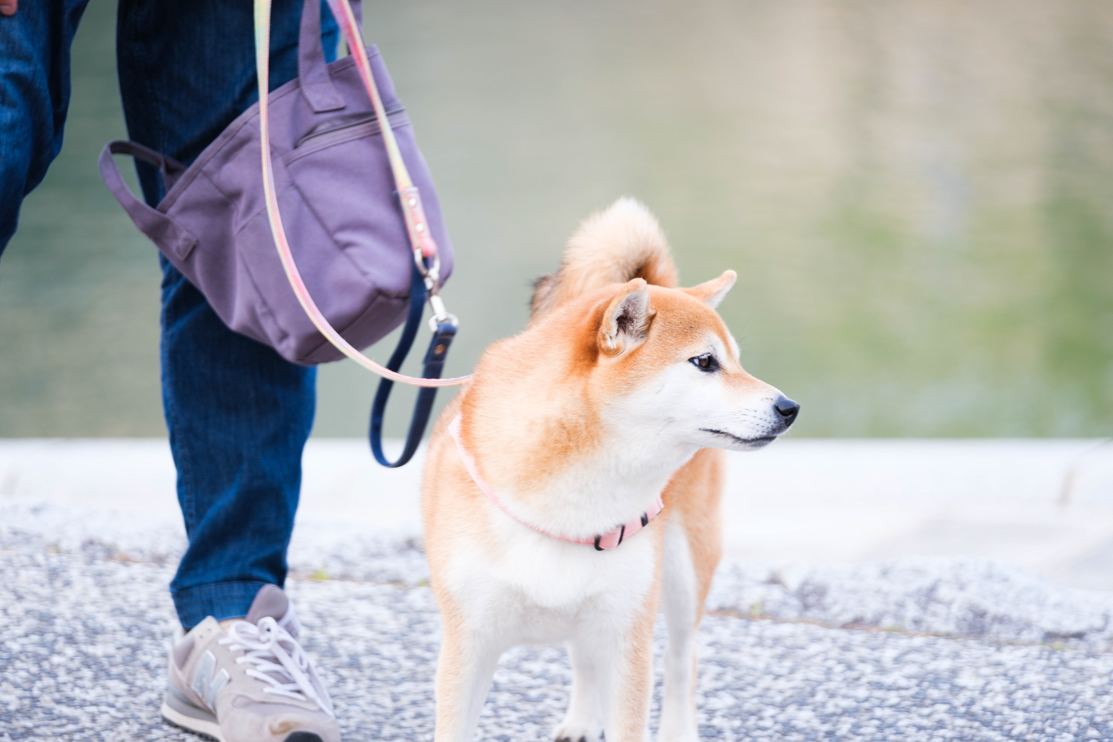 Walking Dog in Hiroshima, Japan