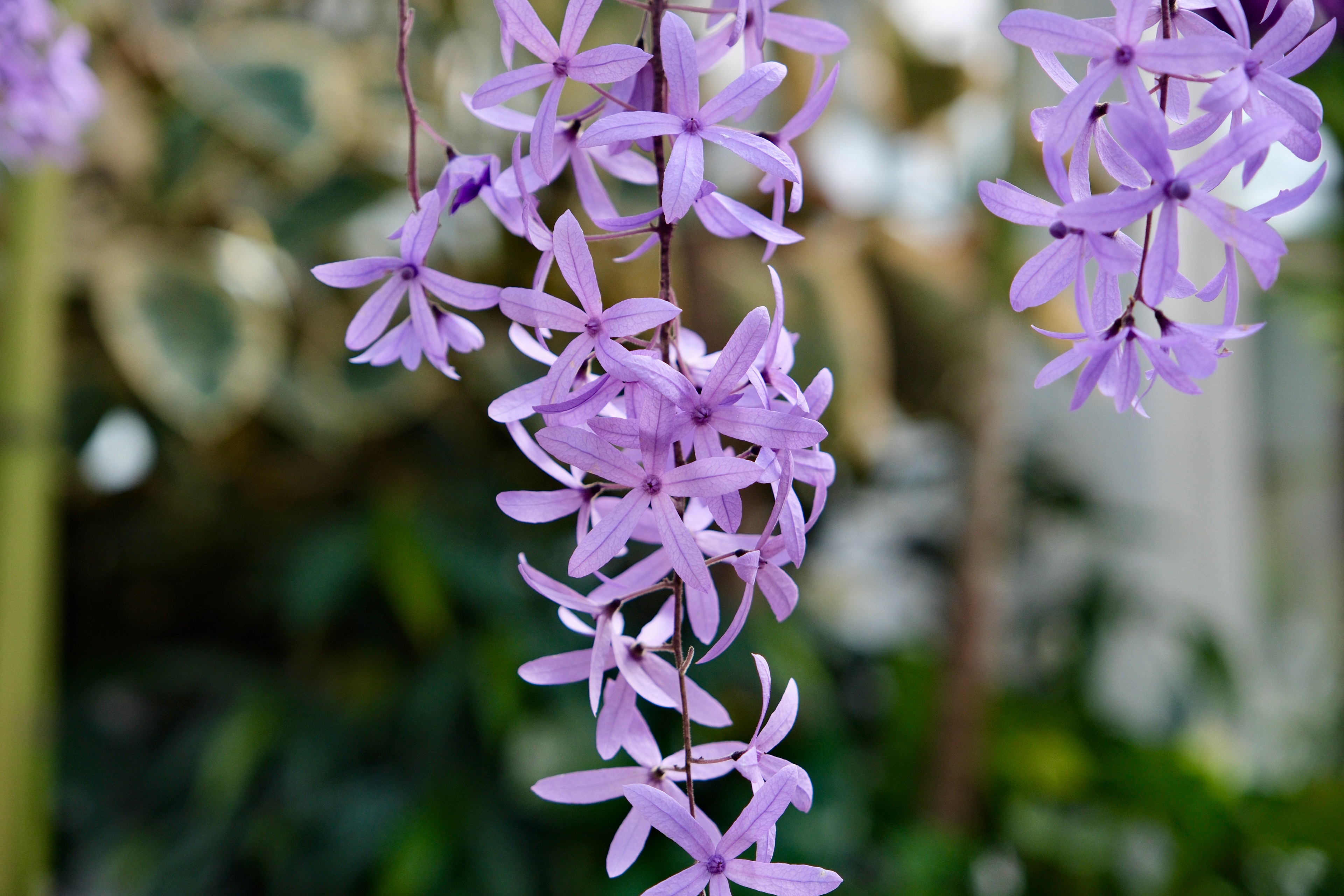 Hanging flowers in a garden