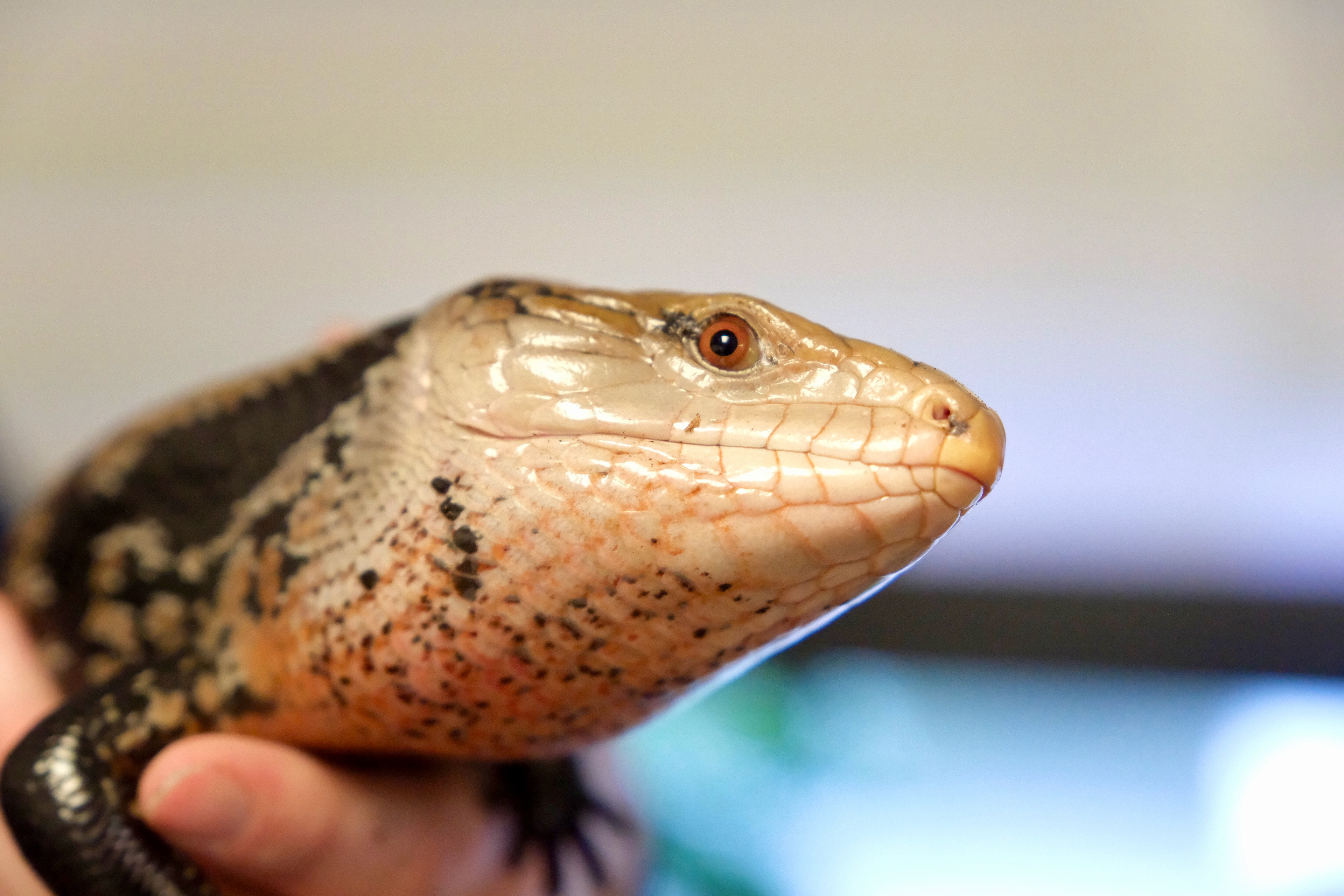 Lizard at Mill Mountain Zoo