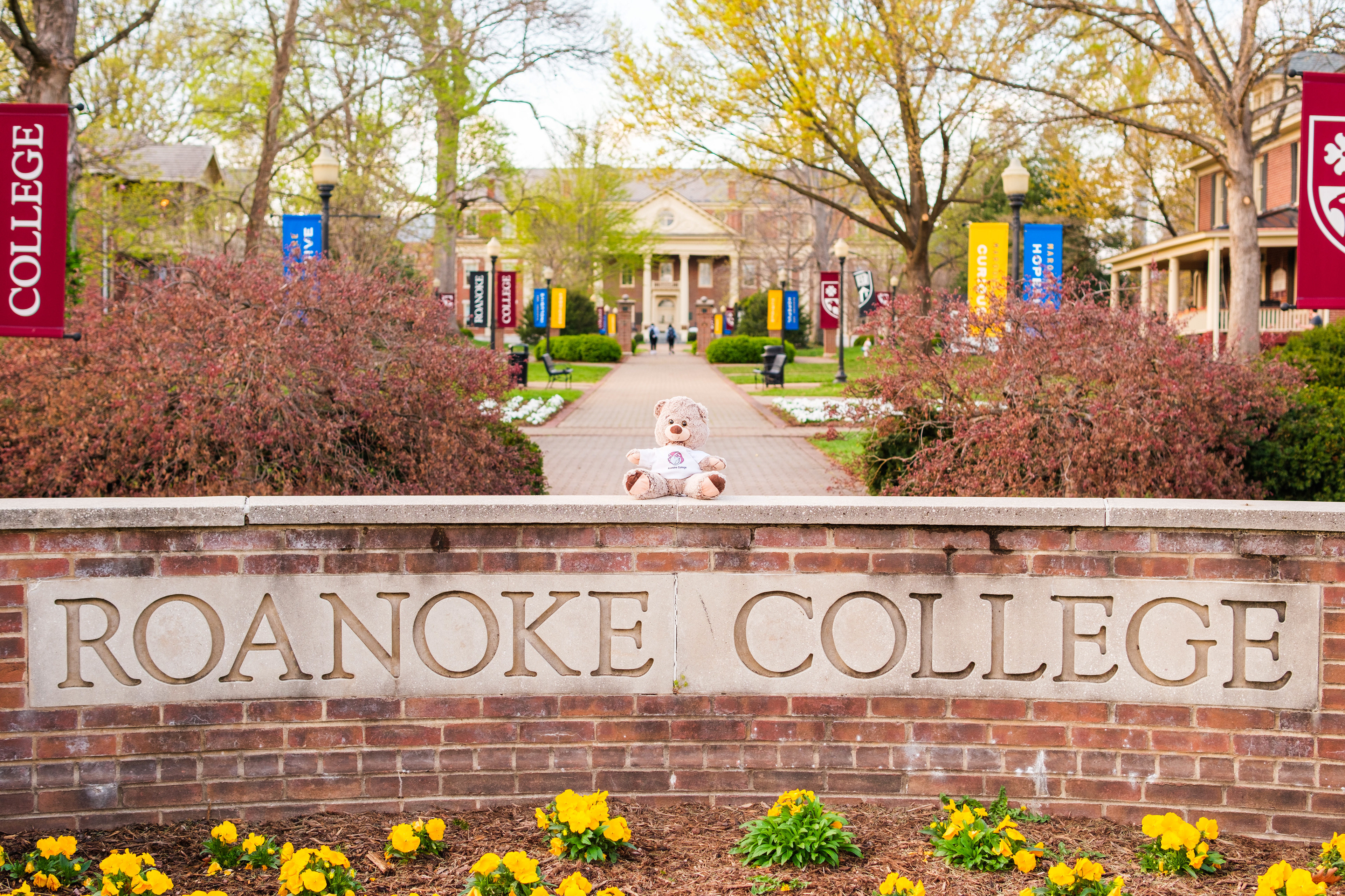 A teddy bear stop the Roanoke College sign
