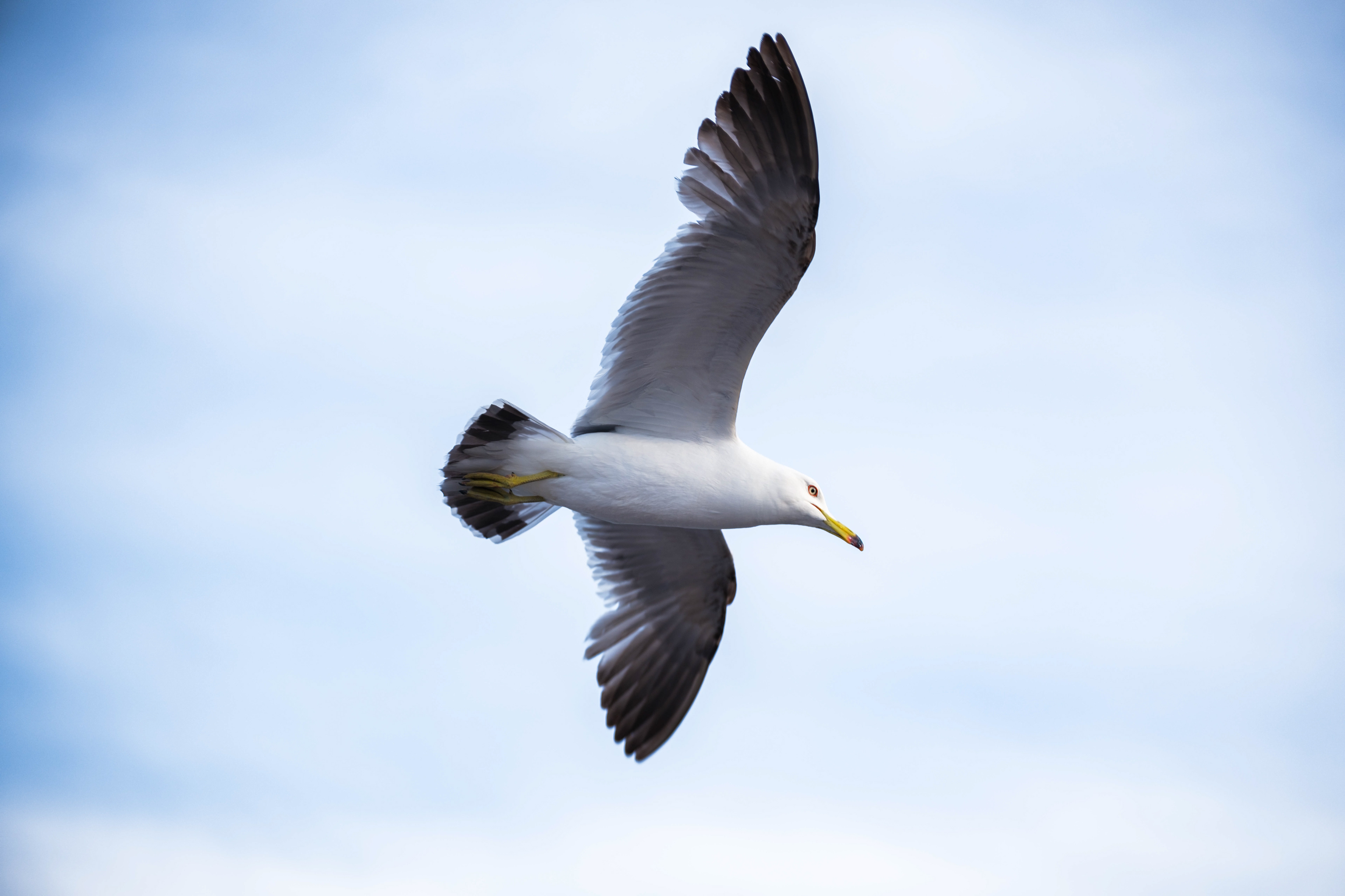 Seagull in Seoul, Korea
