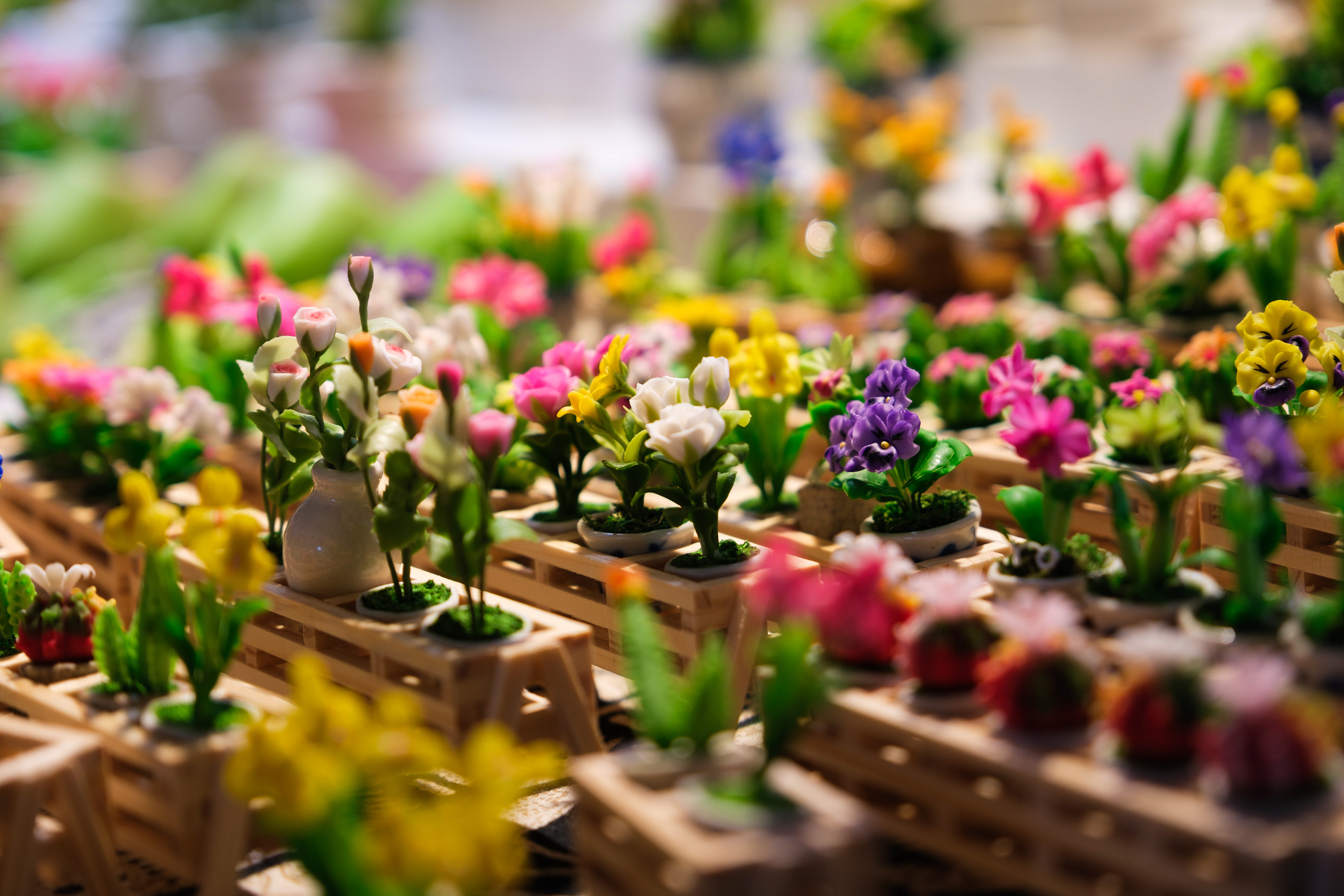 Plants for sale in Seattle, Washington