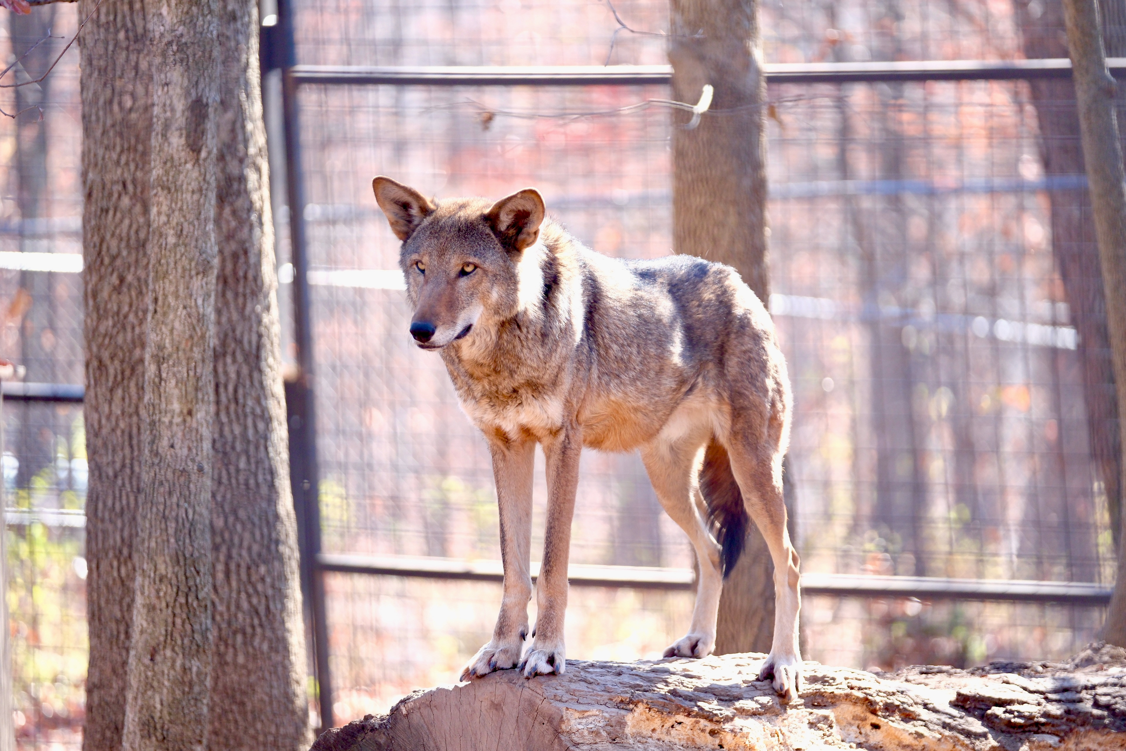 Rocket the Red Wolf at Mill Mountain Zoo