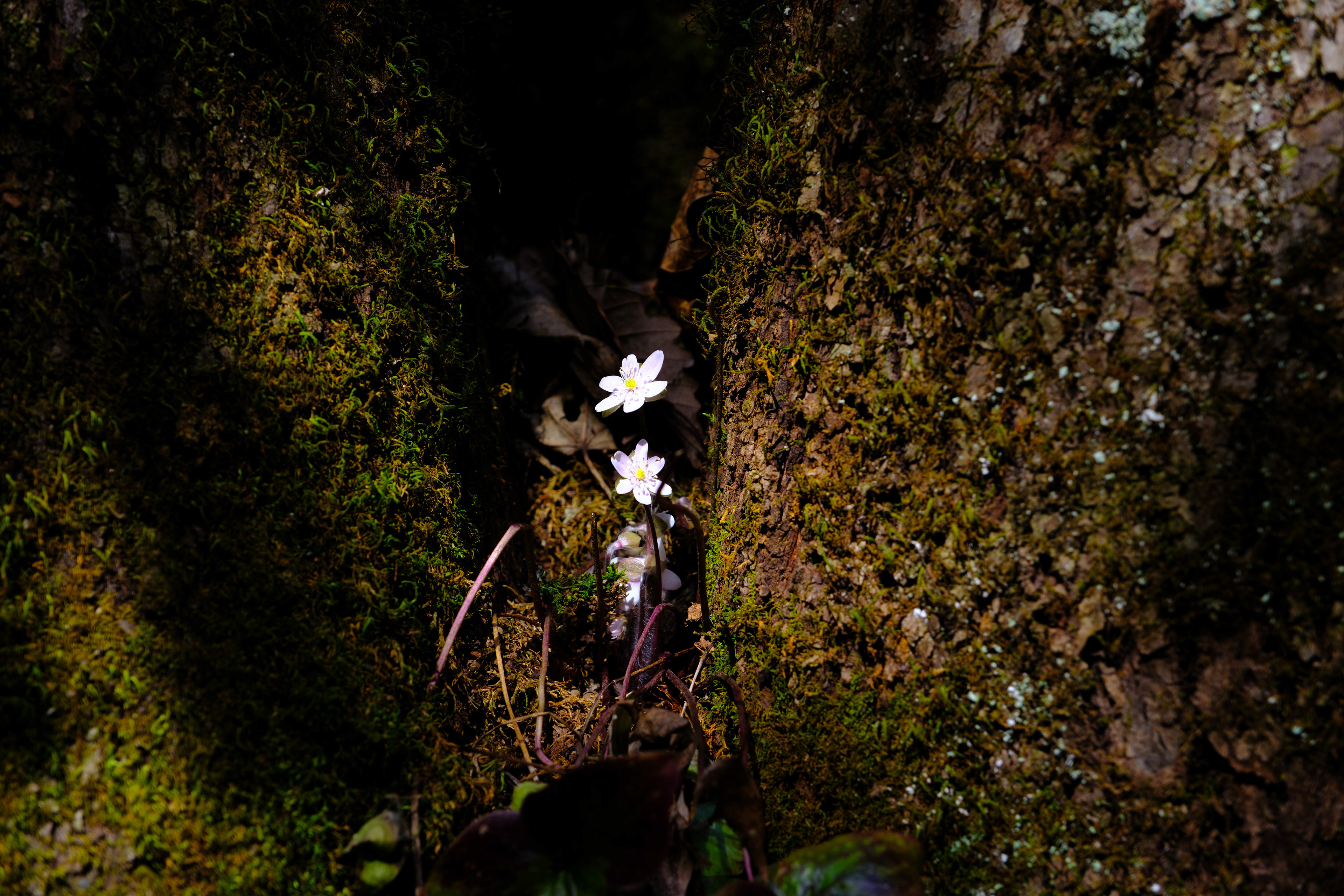 First signs of spring in Virginia