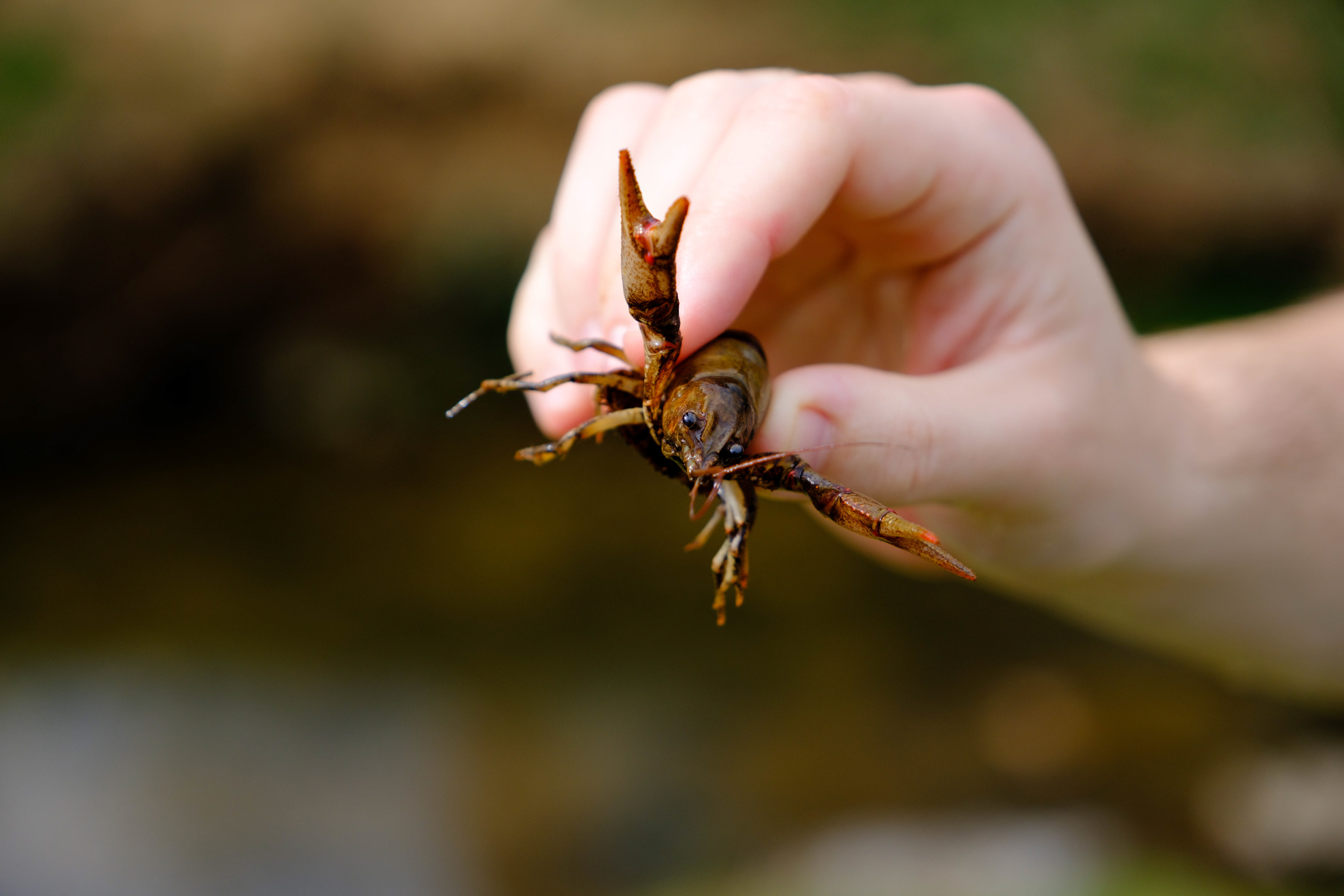 Crawfish in Roanoke, Virginia