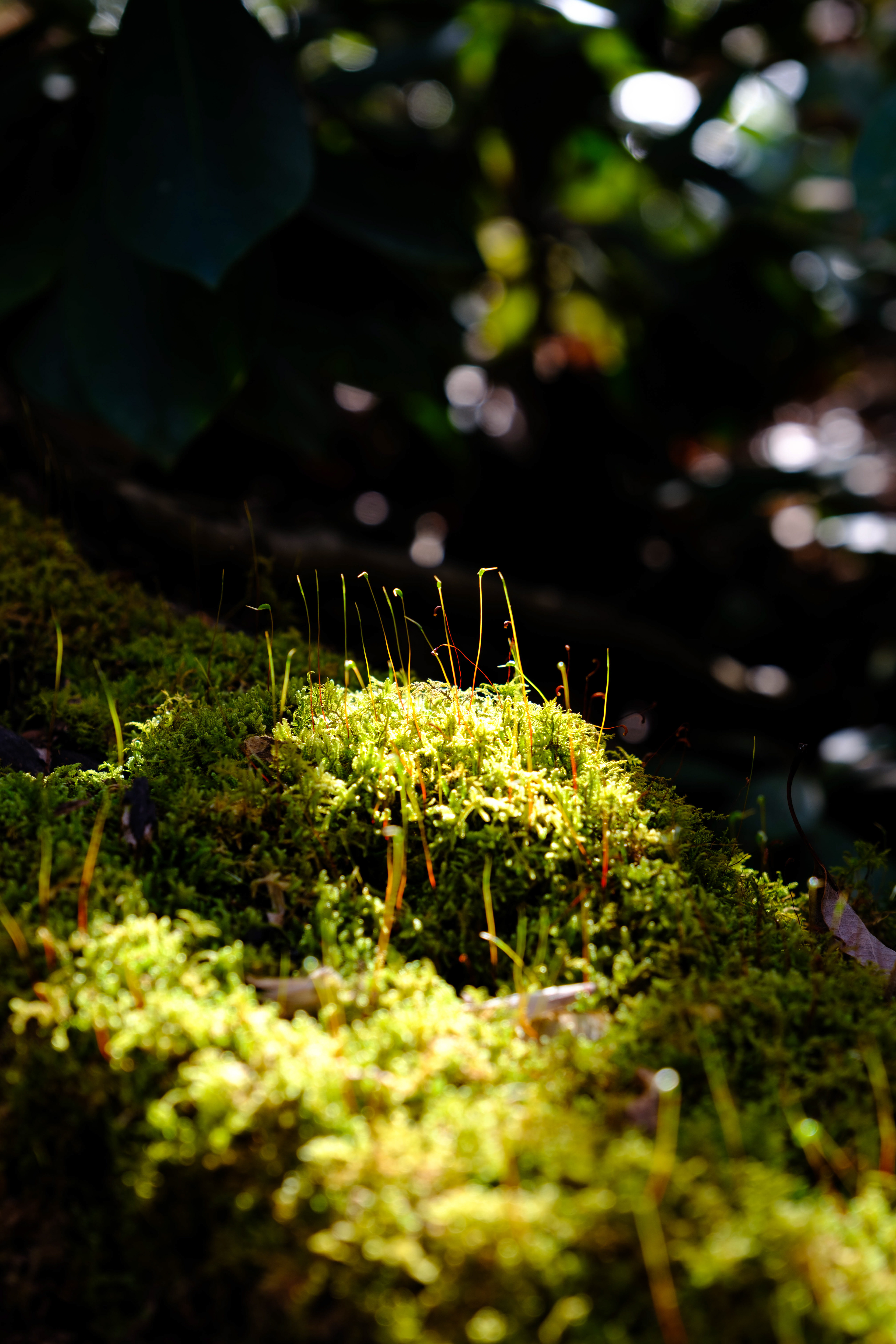 Early morning sun on spring shoots