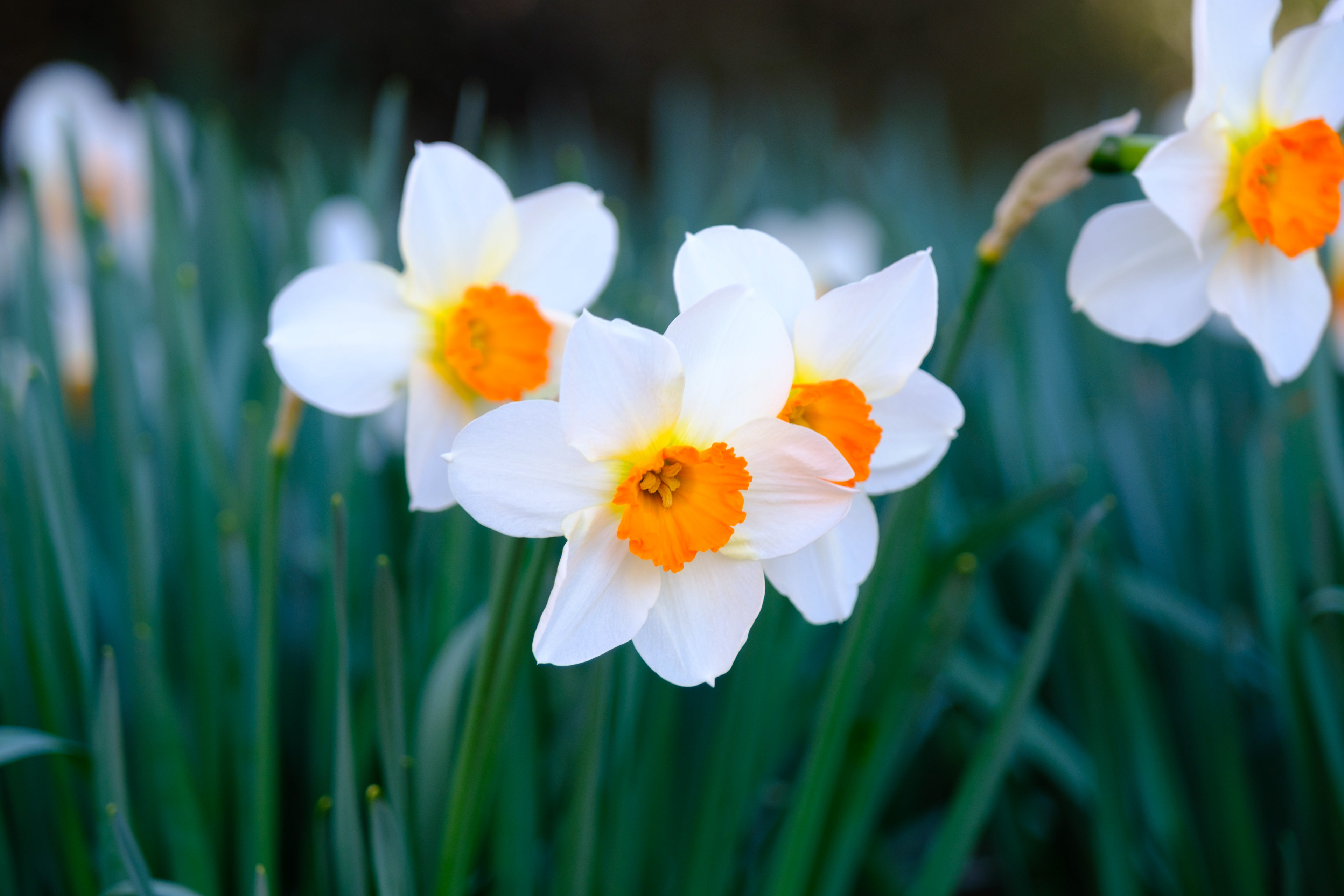 Flowers in full bloom