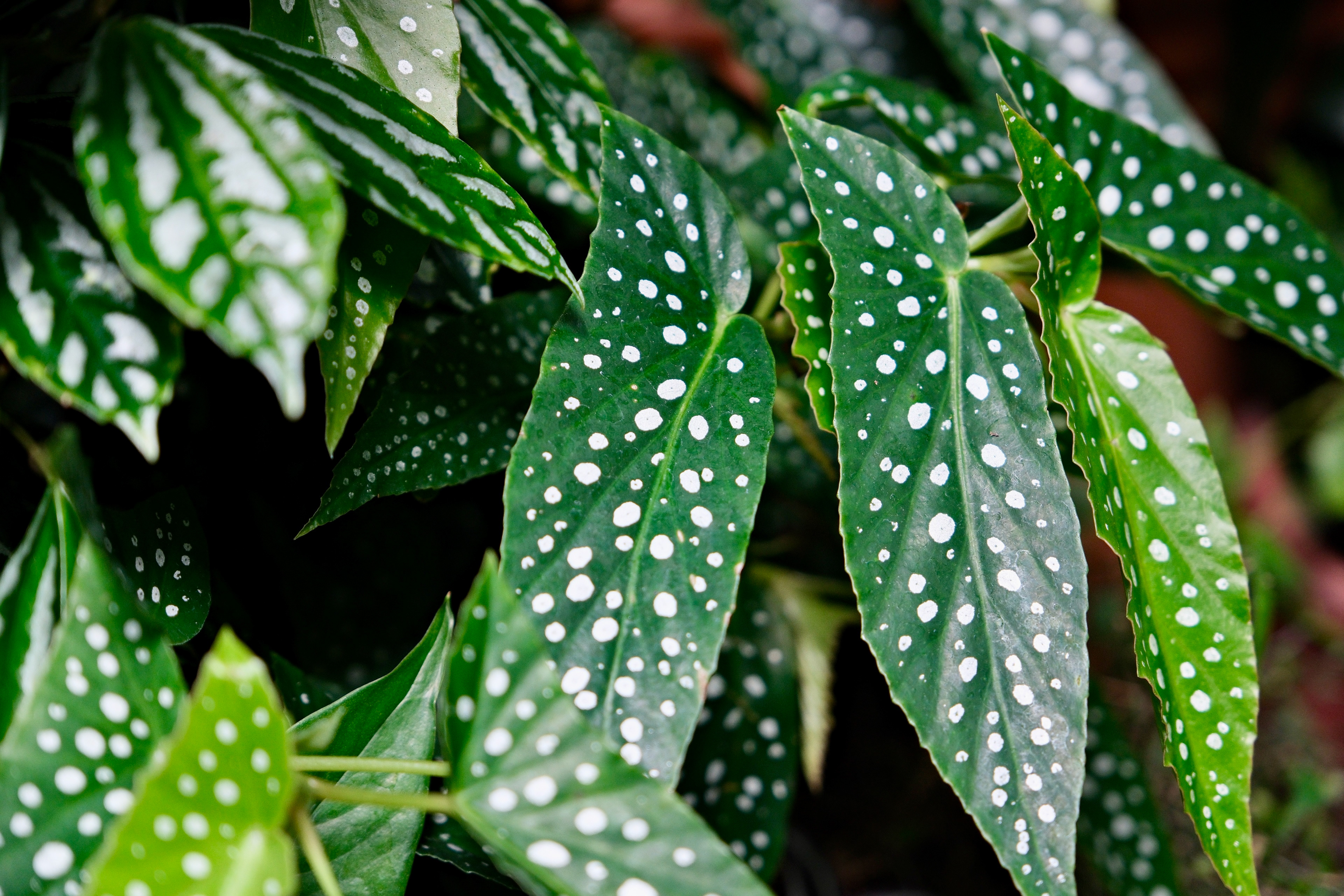 Detailed leaves in the Biltmore gardens