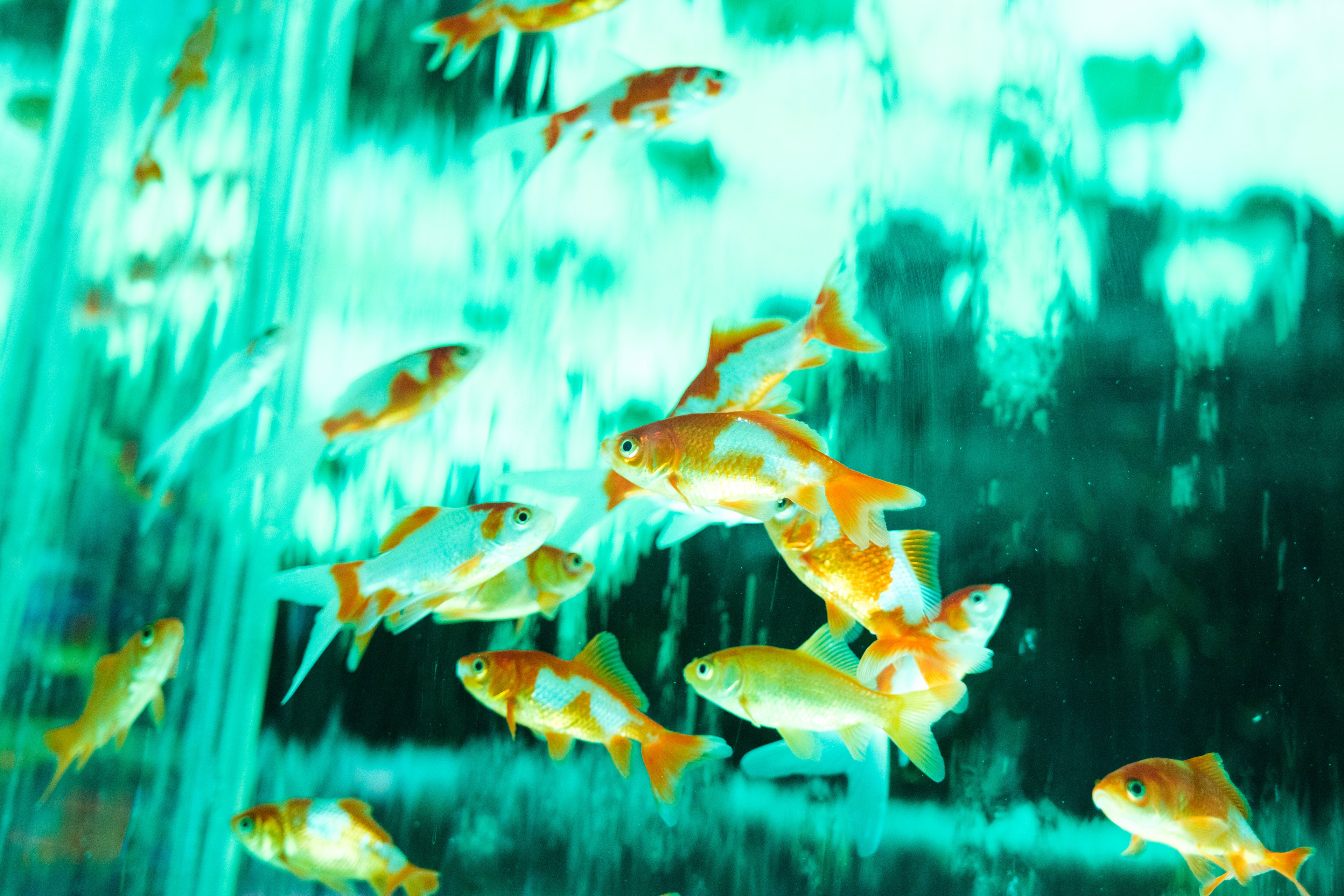 Goldfish in Museum in Japan