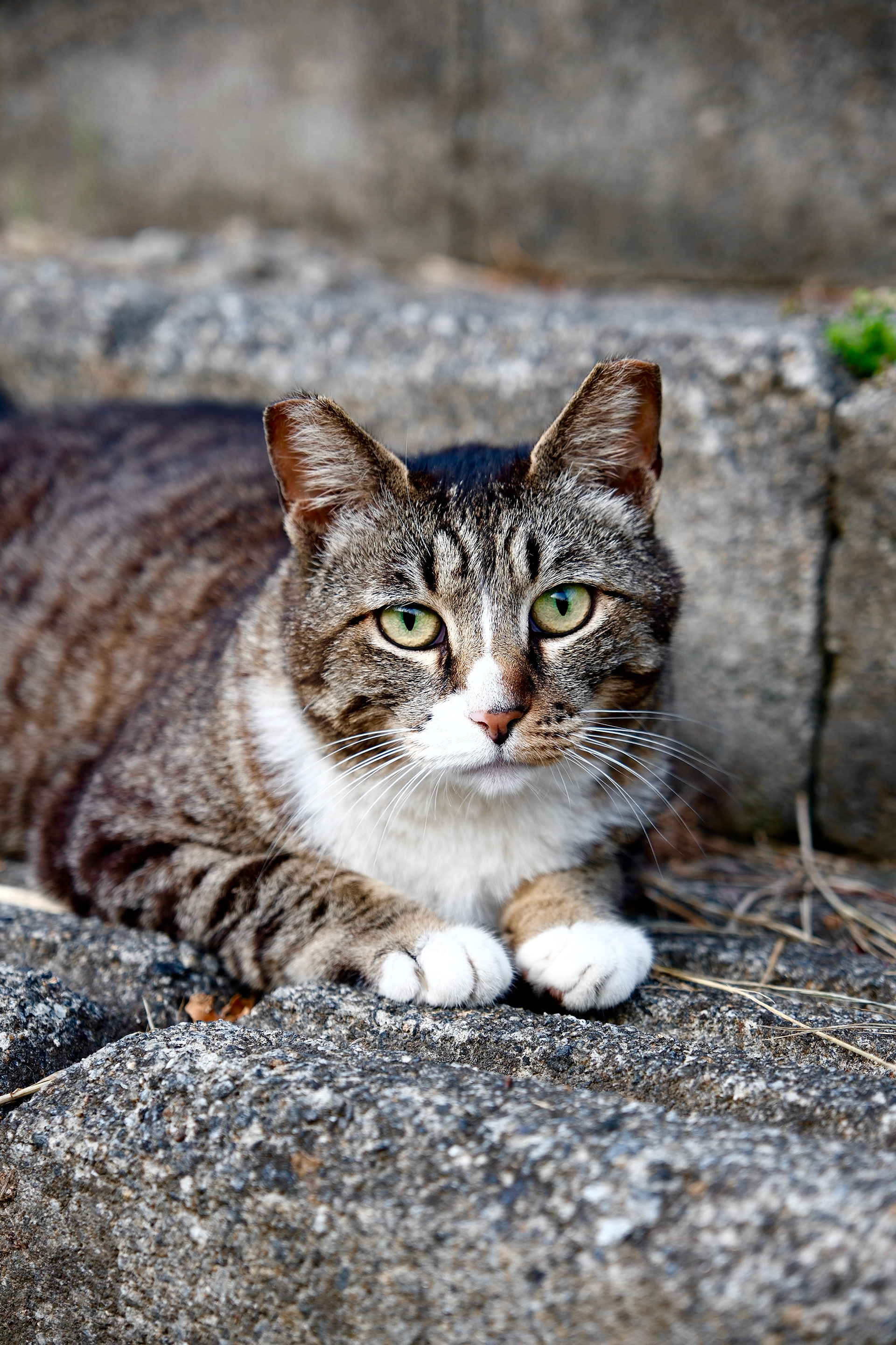 Curious Cat in Seoul, South Korea