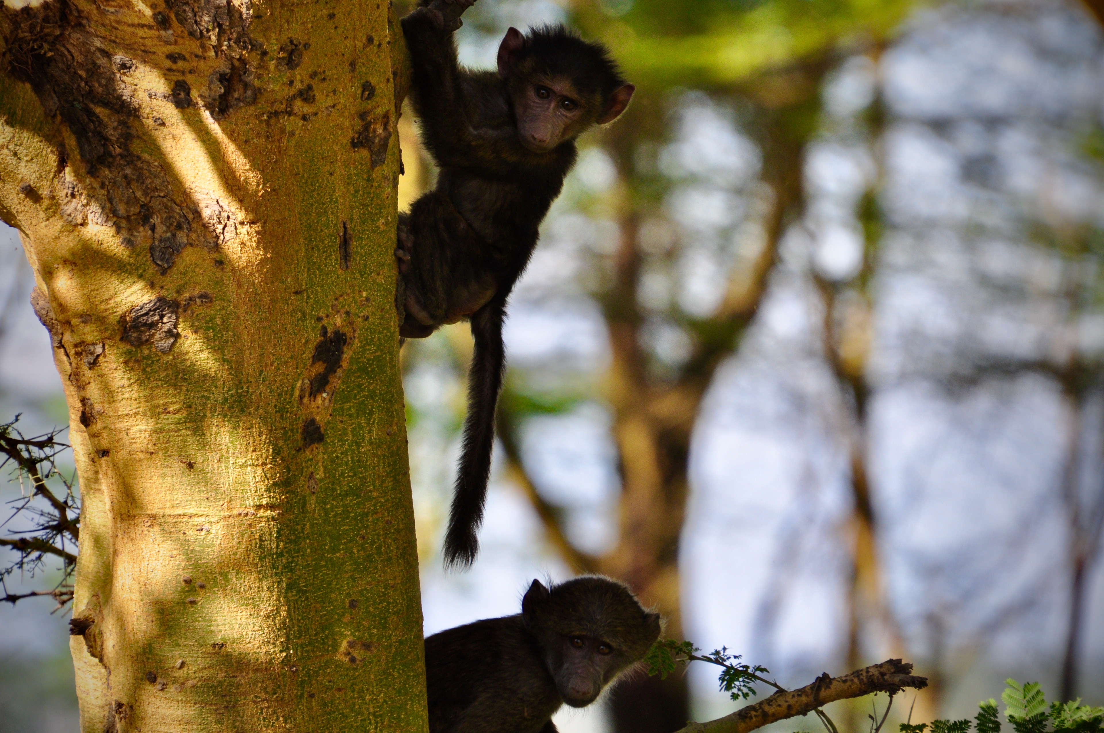 Sibling Monkey's Playing in Kenya