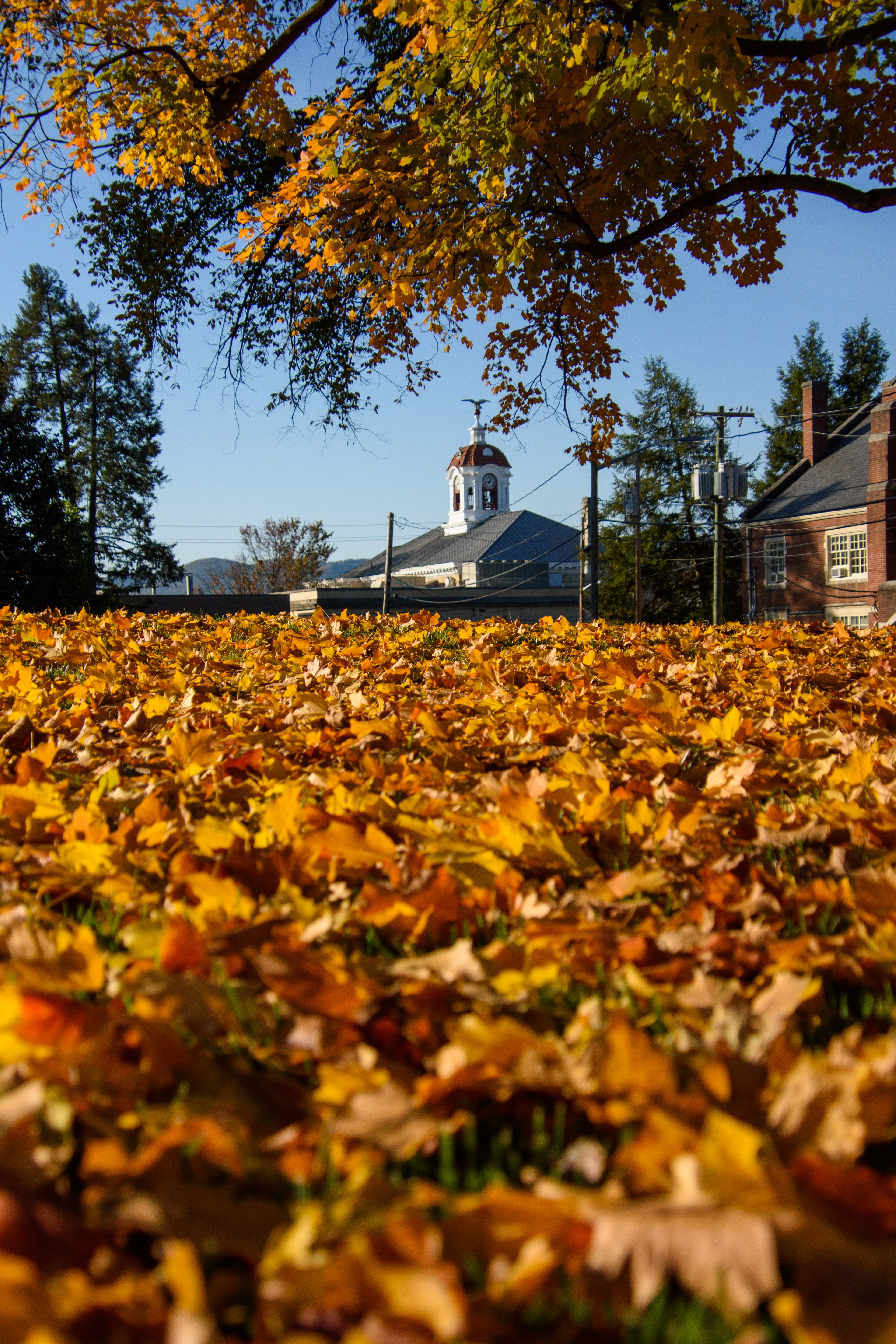 Fall Foliage at Roanoke College