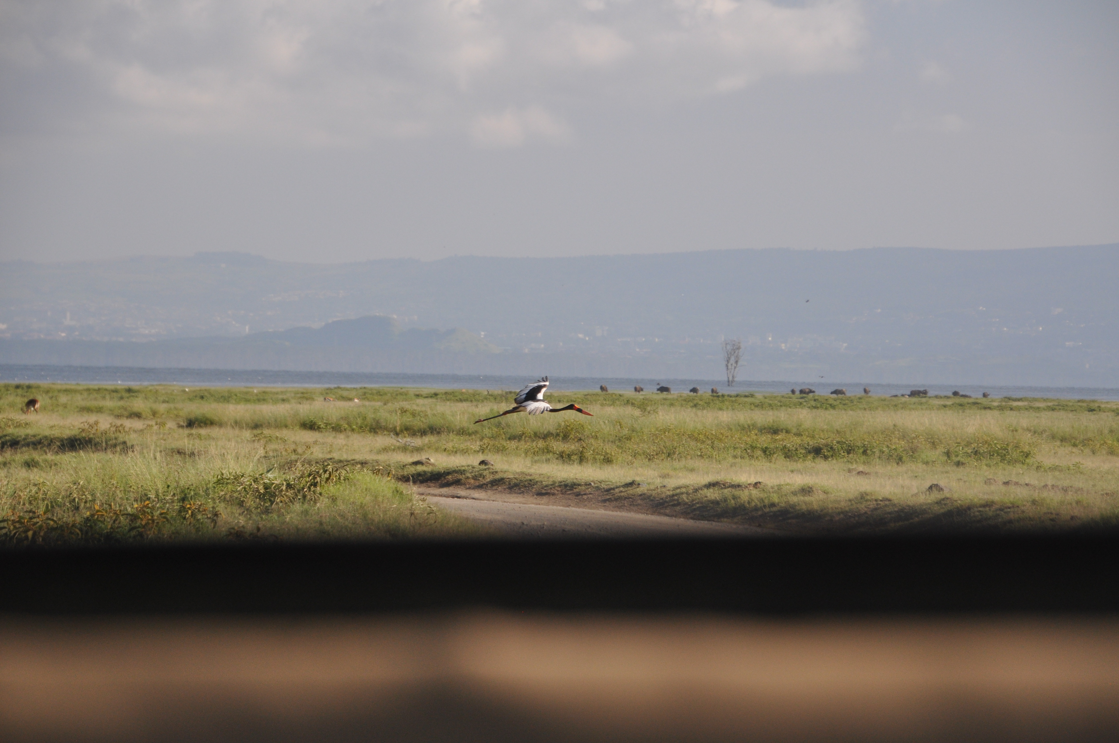 Tall bird mid-flight in Kenya