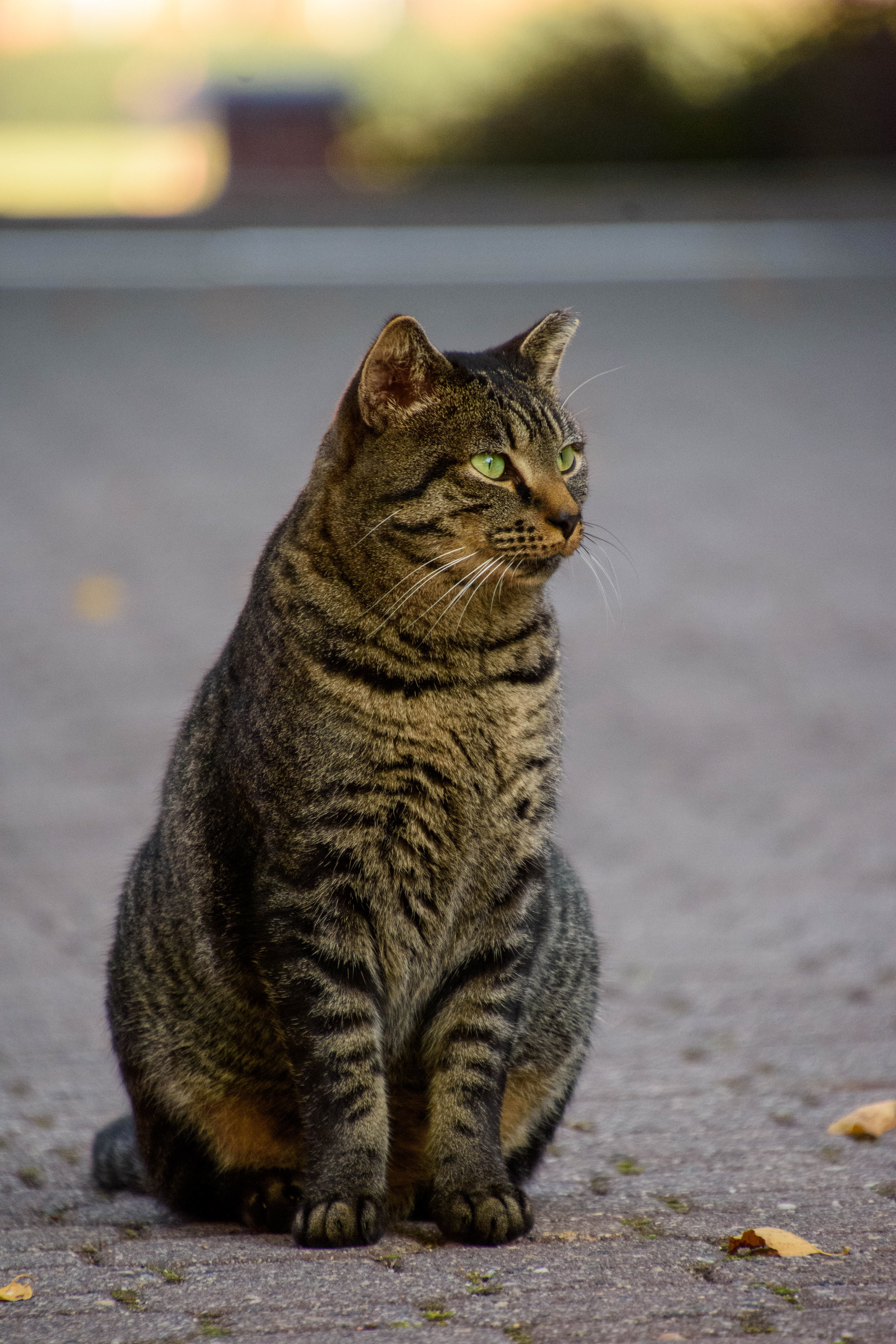 Salem the Campus Cat, Roanoke College