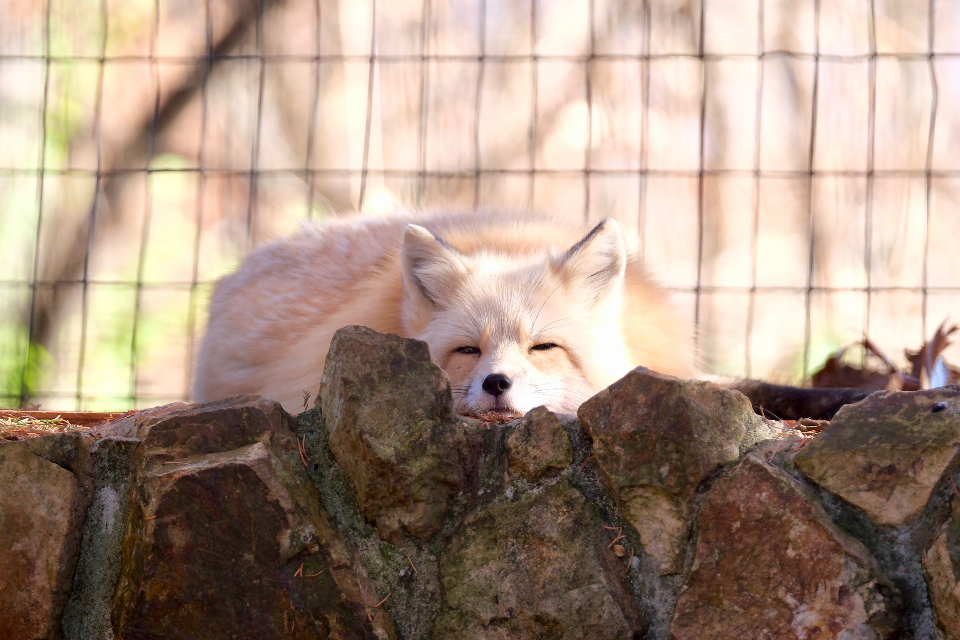 Fox at Mill Mountain Zoo