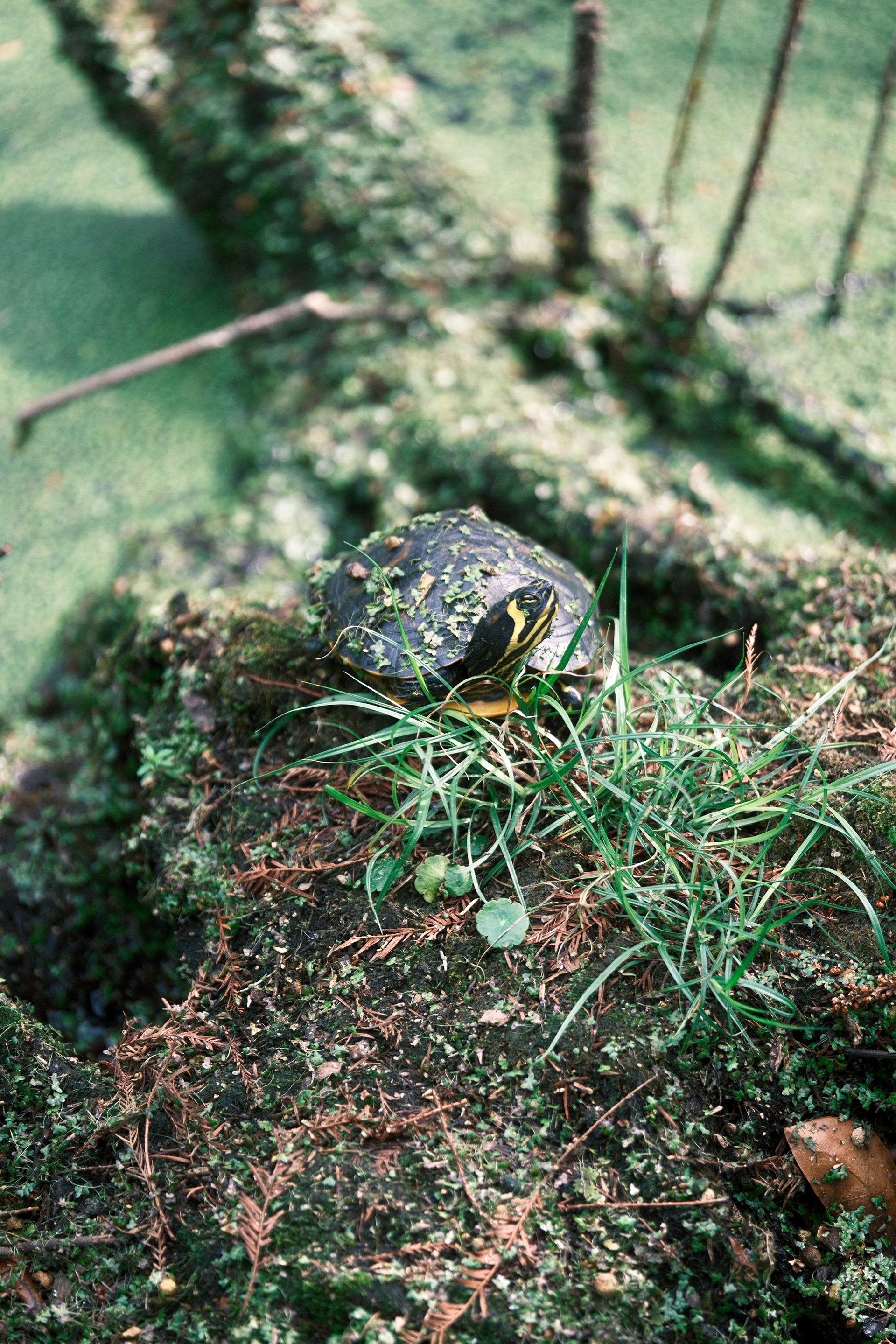 Spring Turtle in Port Royal, South Carolina