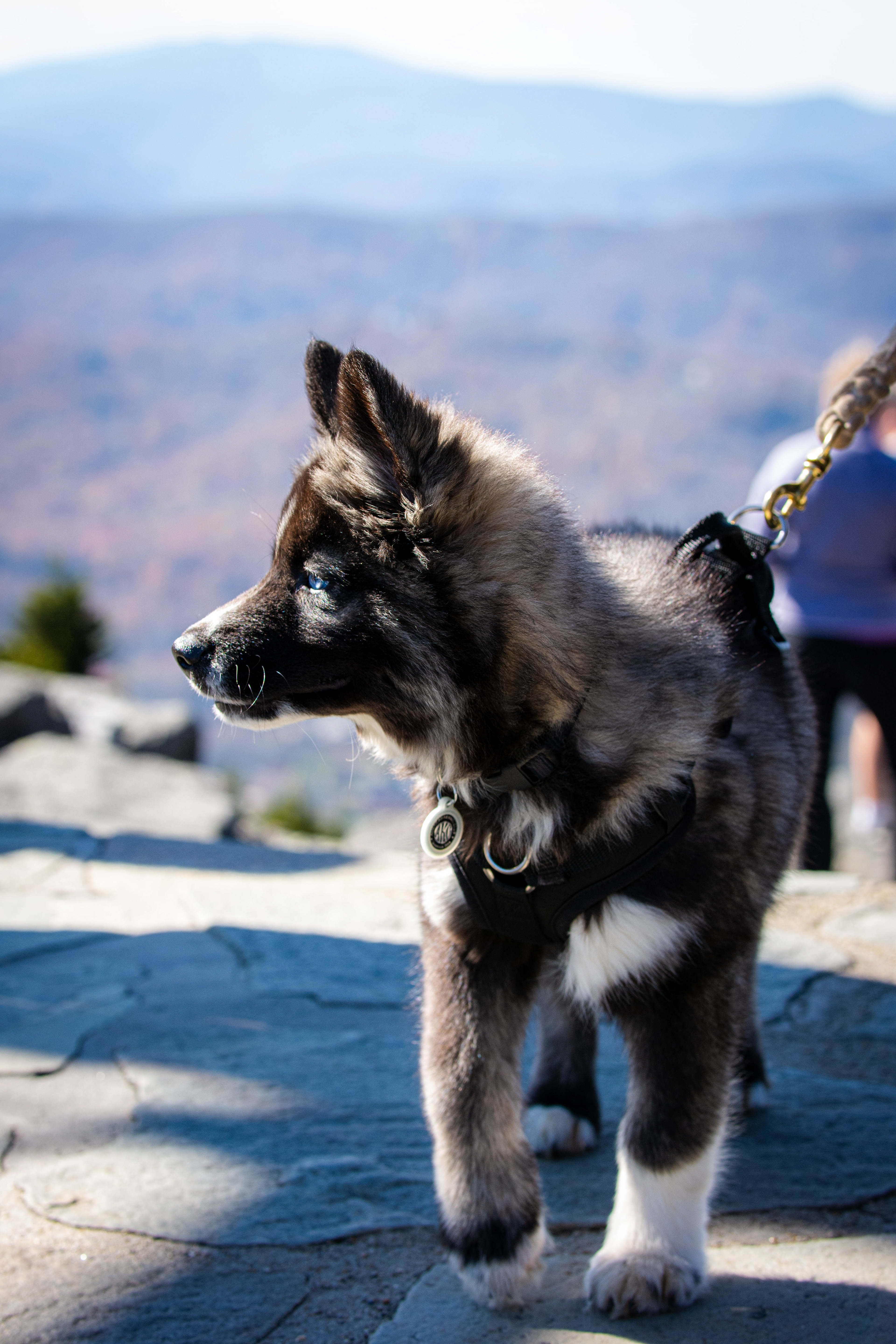 Curious Puppy on Grandfather Mountain