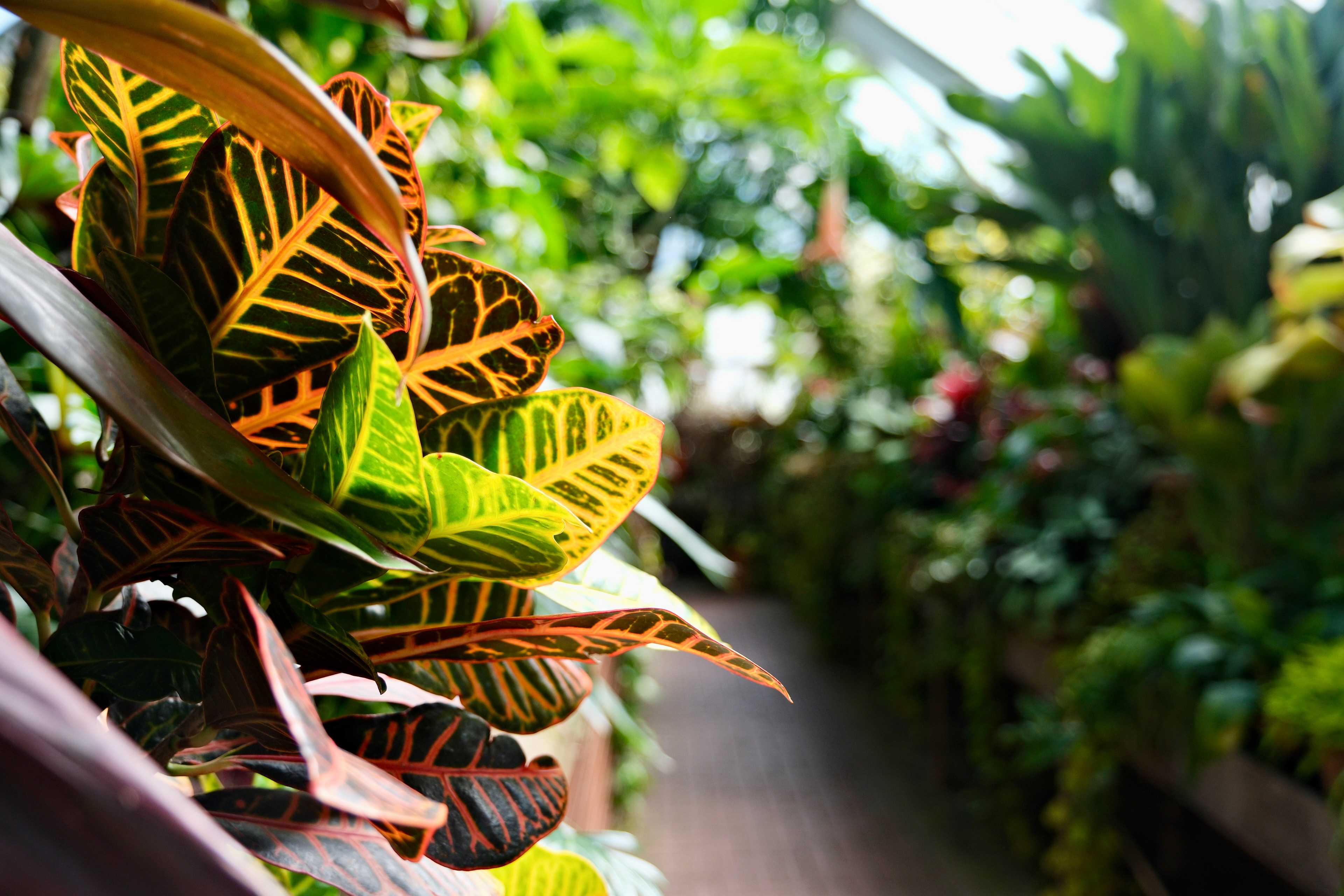 Sunlight through the leaves of the Biltmore gardens