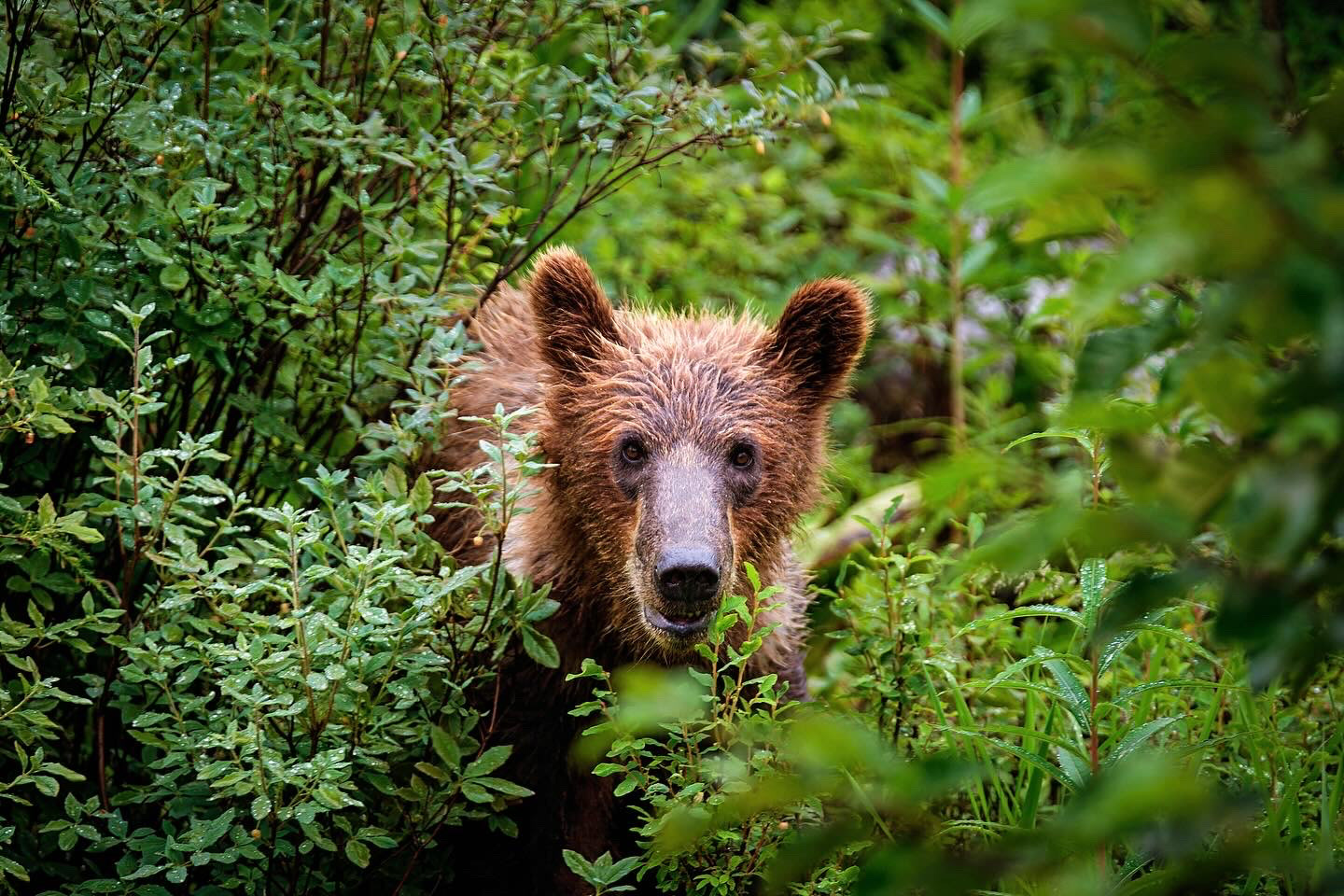 Run-in with a bear cub in Sitka, Alaska