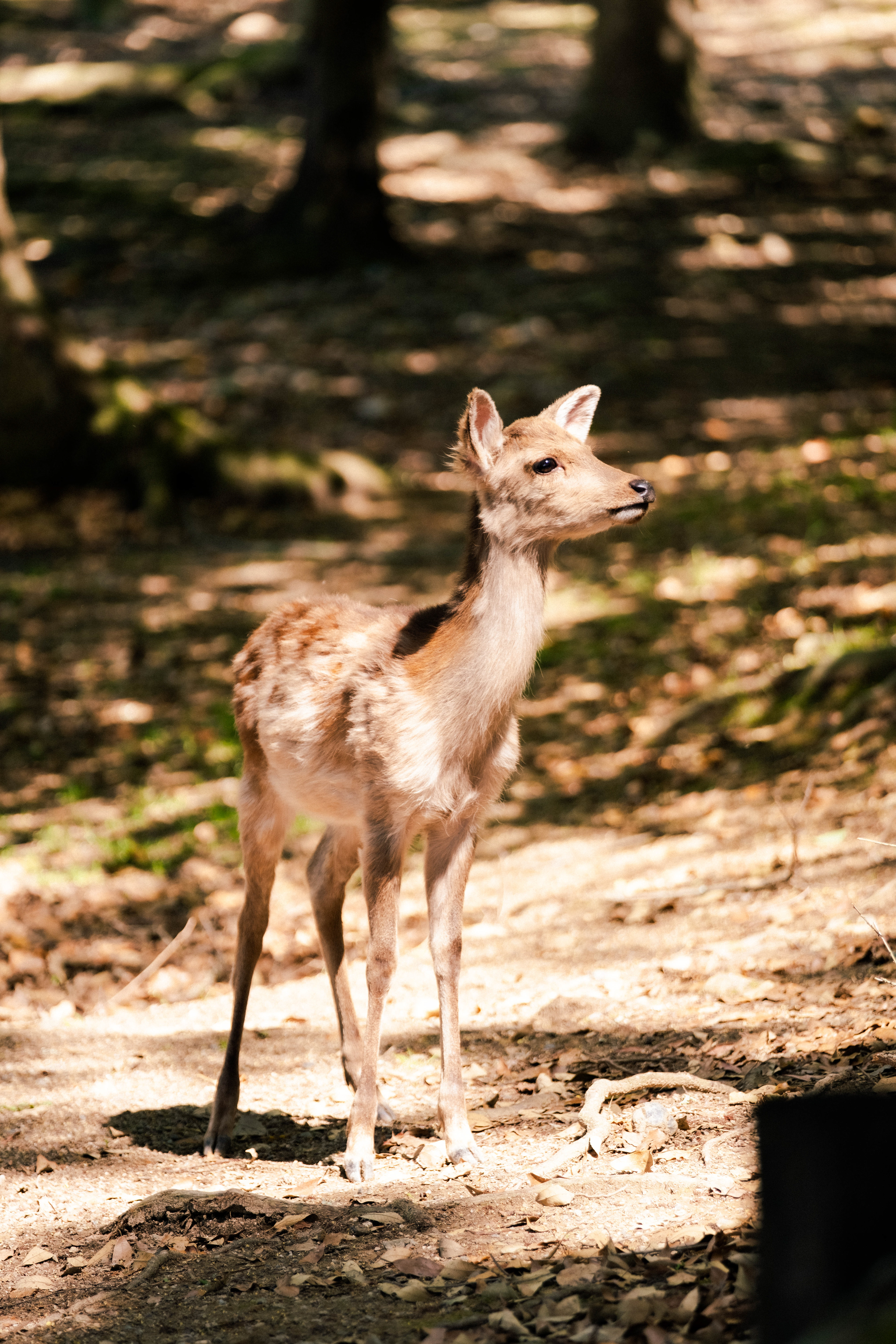 Deer in Nara, Japan