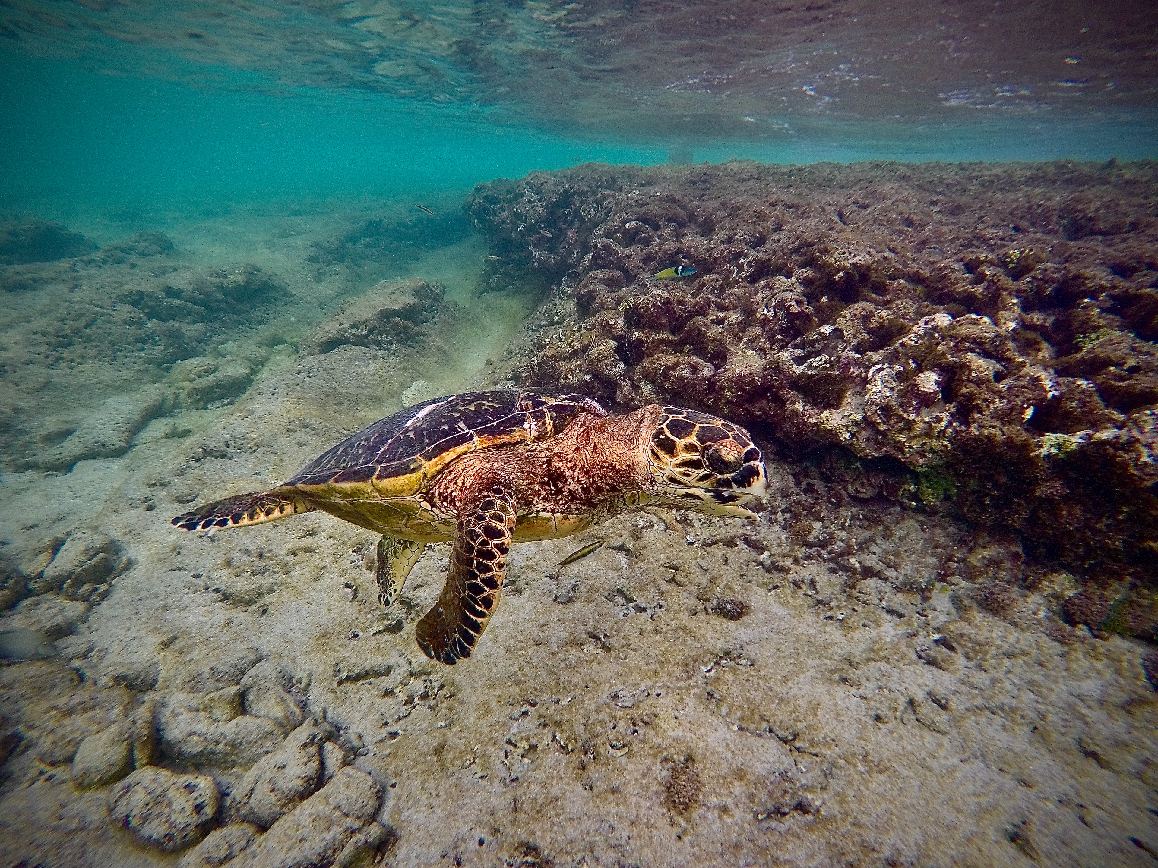 Turtle under water in Barbados