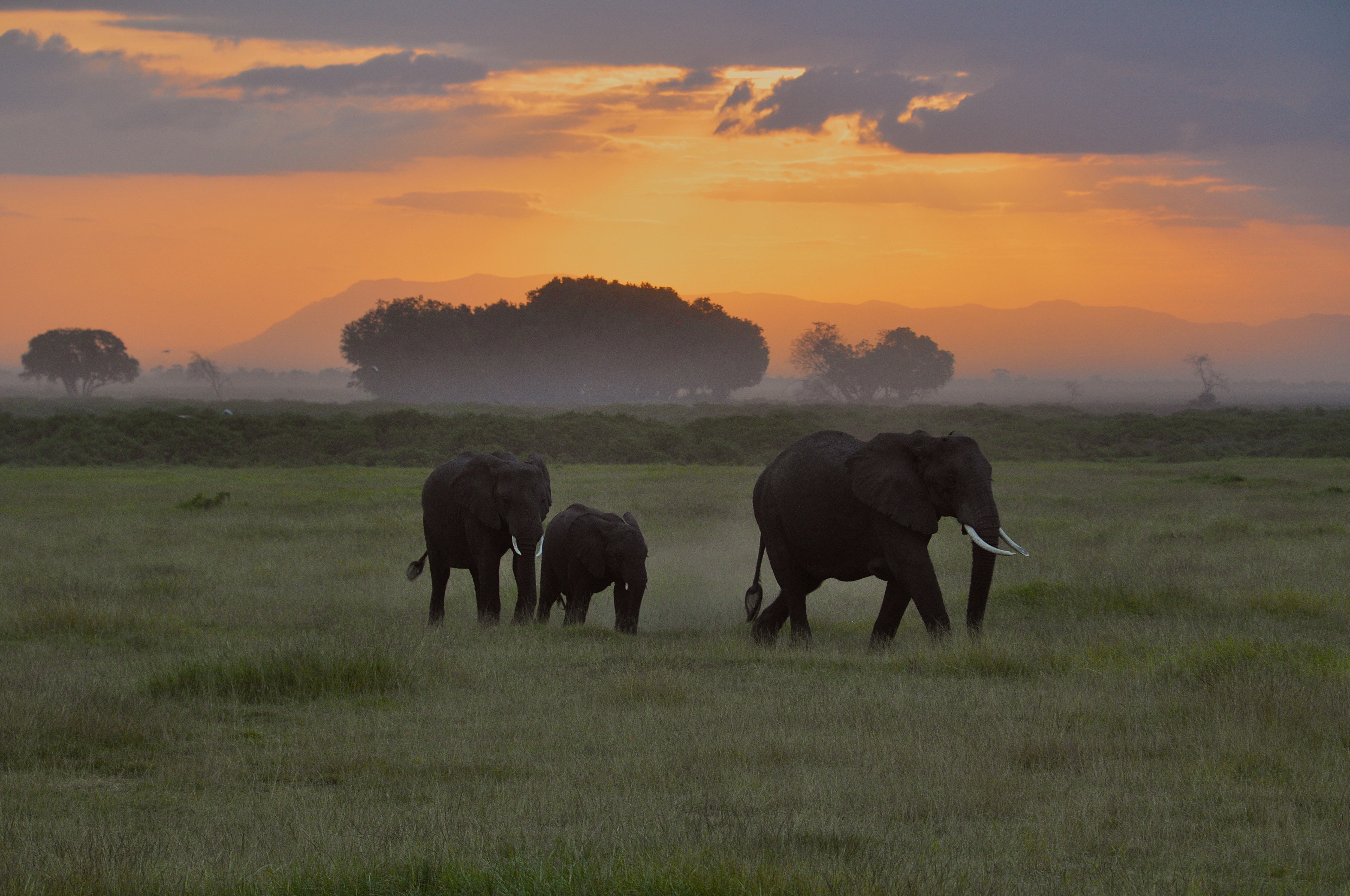 Elephant Family at Sunset in Kenya