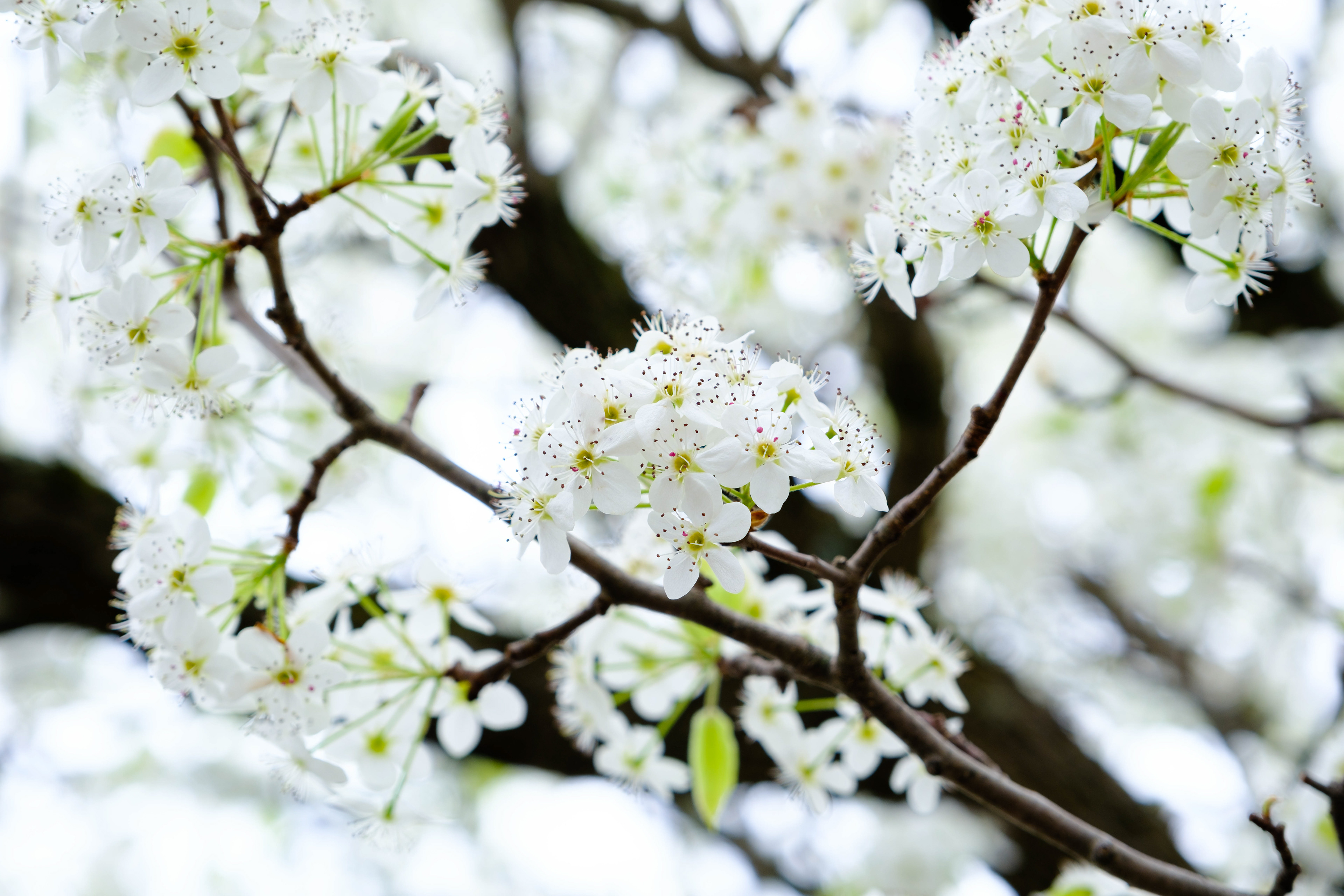 Close-up of spring flowers in Roanoke, Virginia