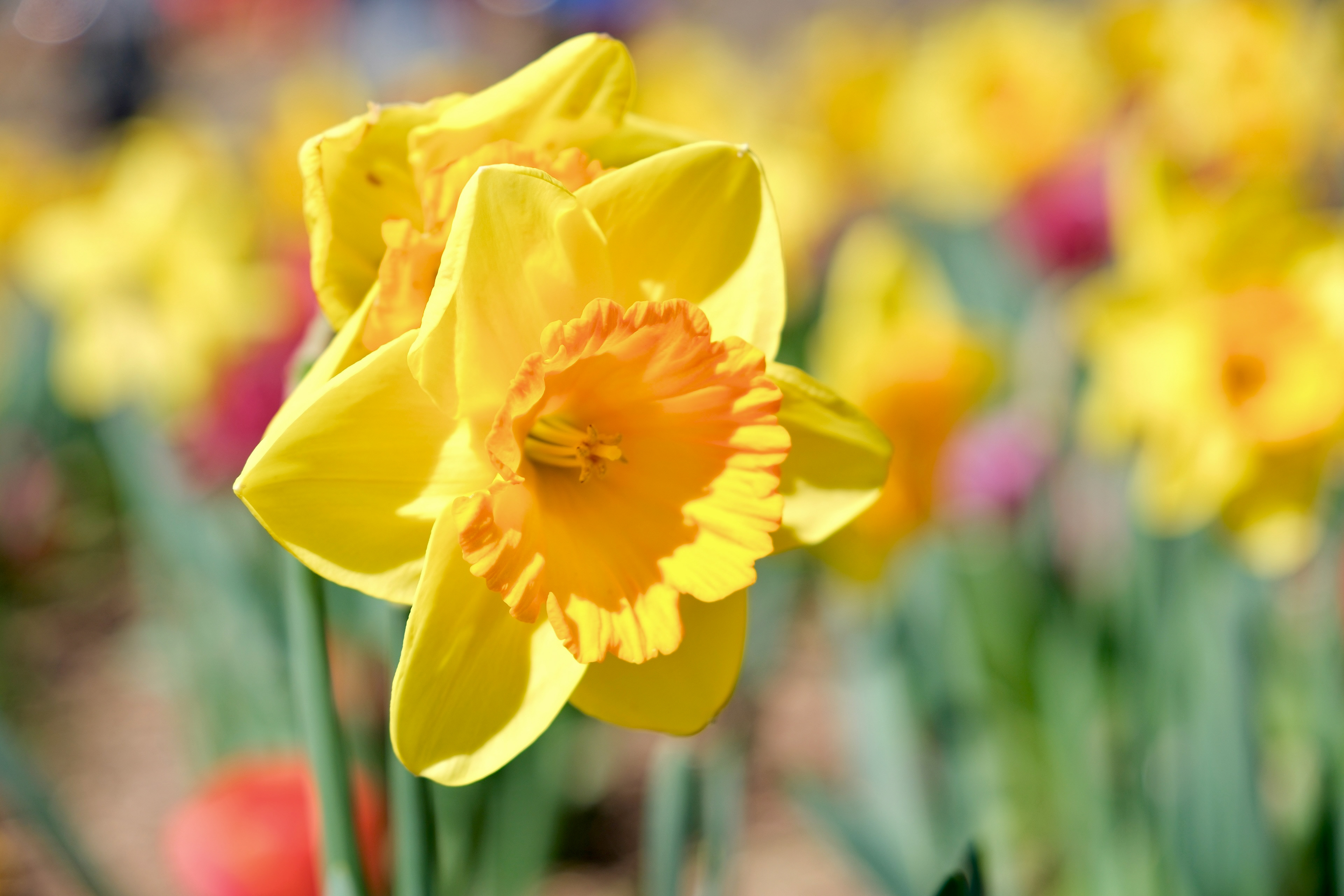 Yellow flowers in a garden