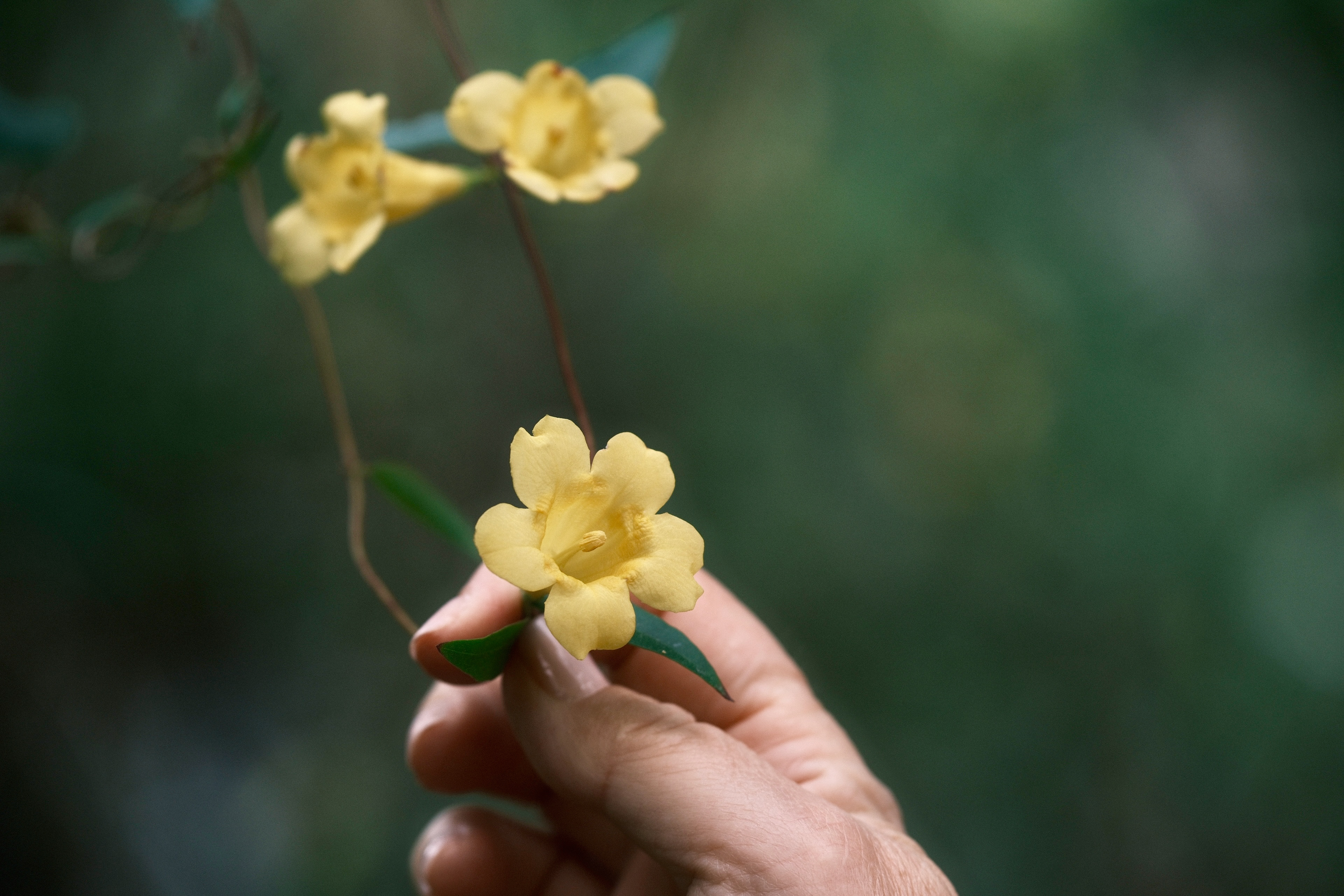 Hand holding spring flowers