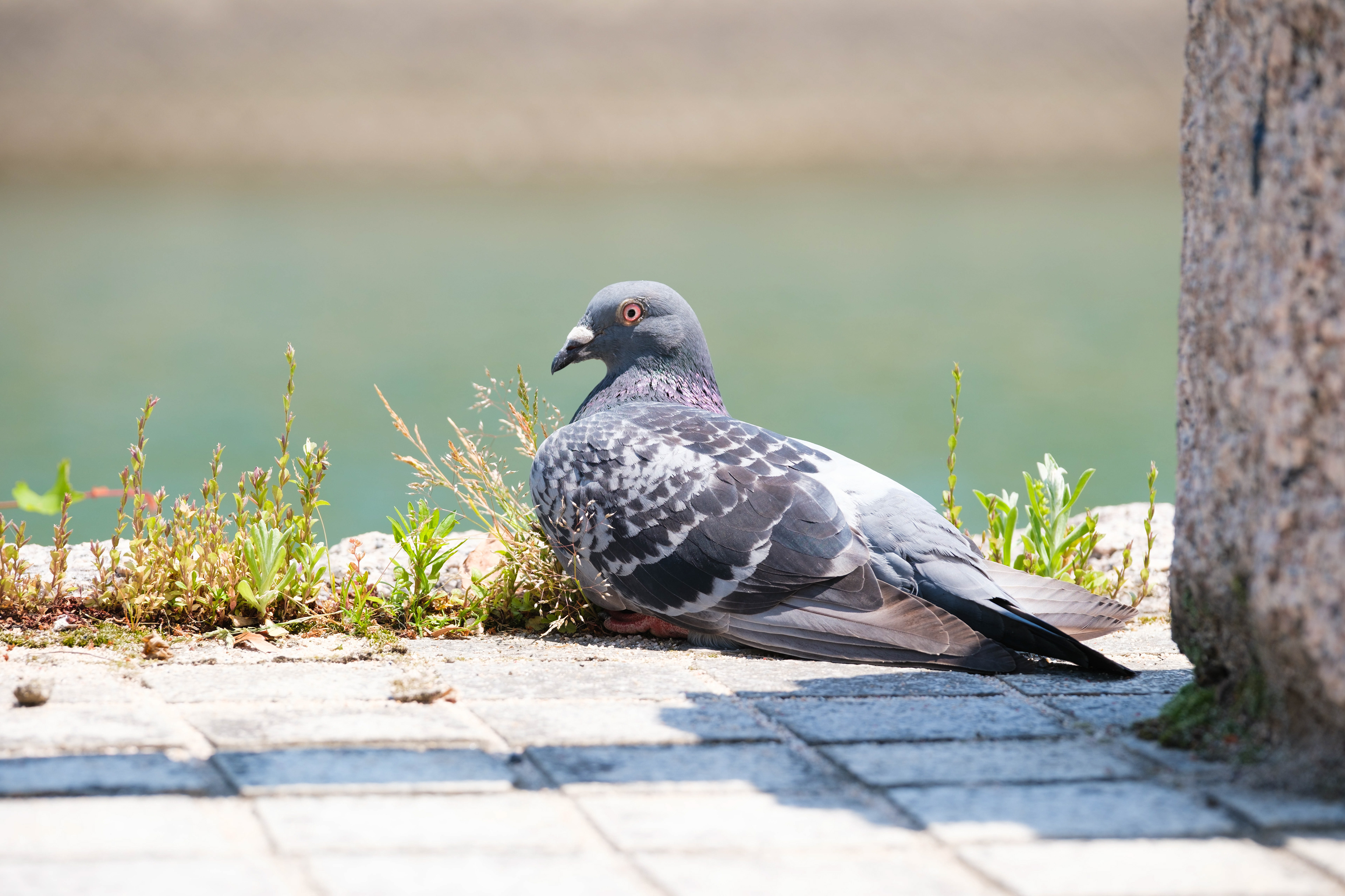 Pigeon in Hiroshima, Japan