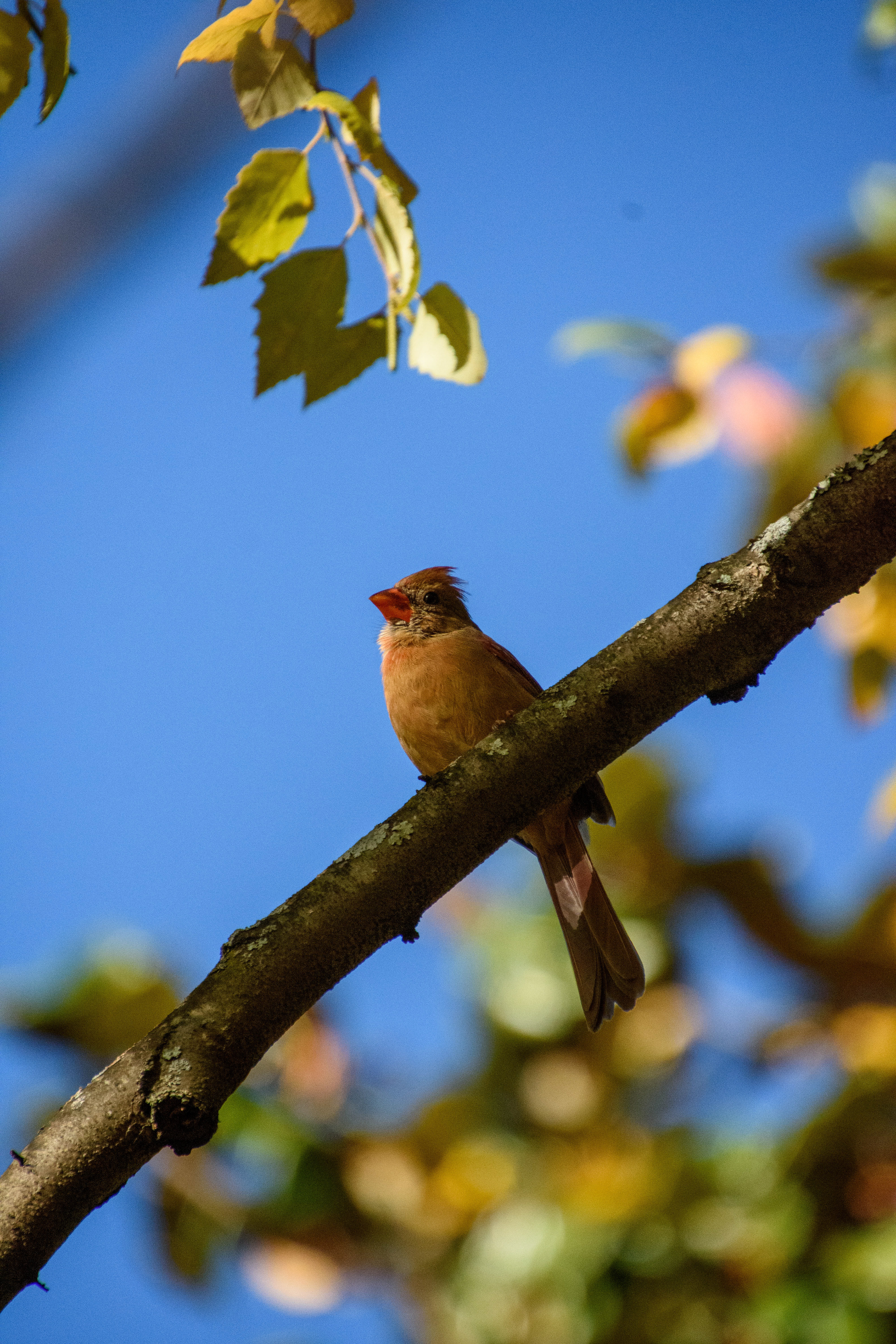 Roanoke College Female Cardinal