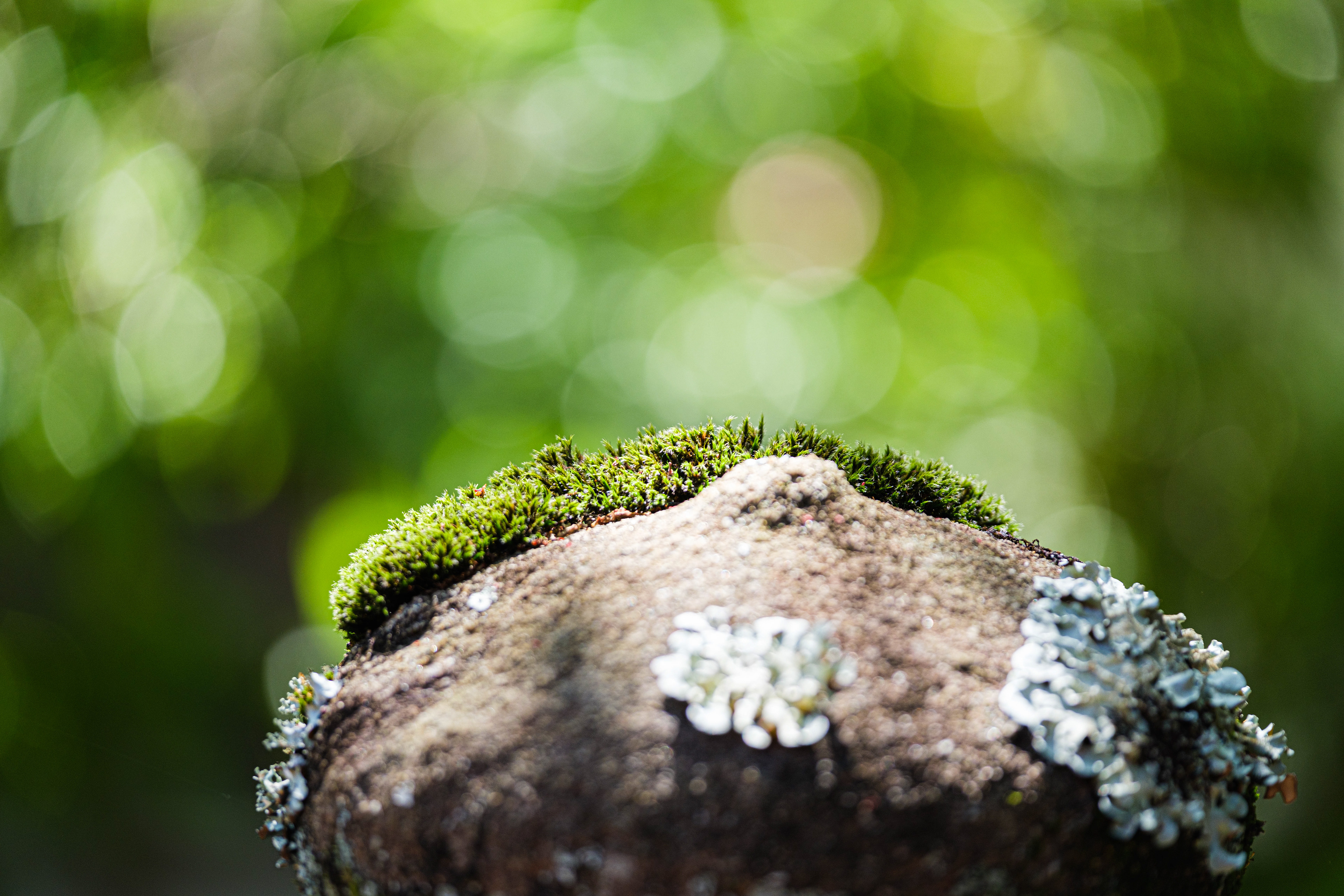 Small natural growths on a stone pillar