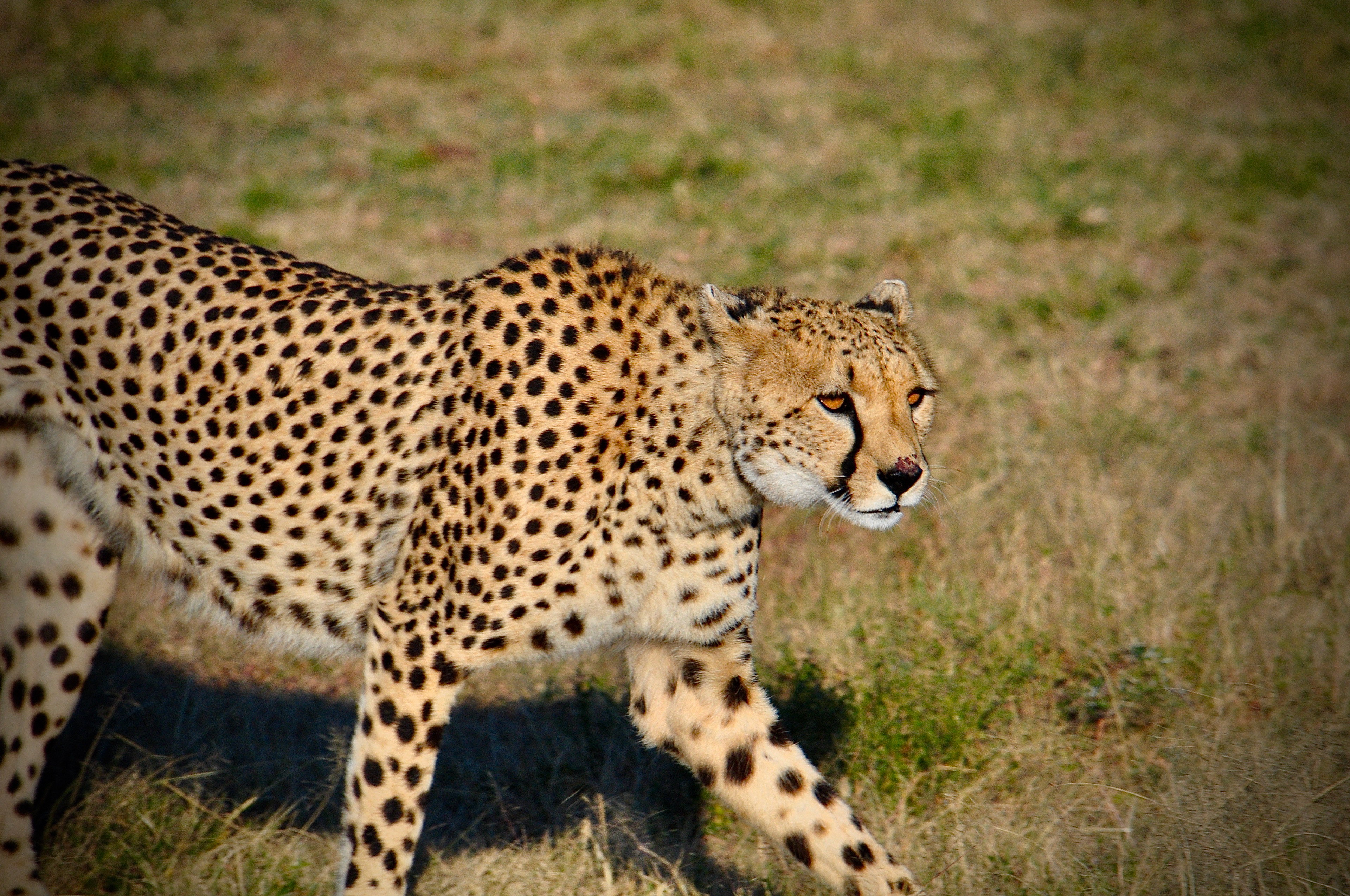 Cheetah on the Prowl in Kenya