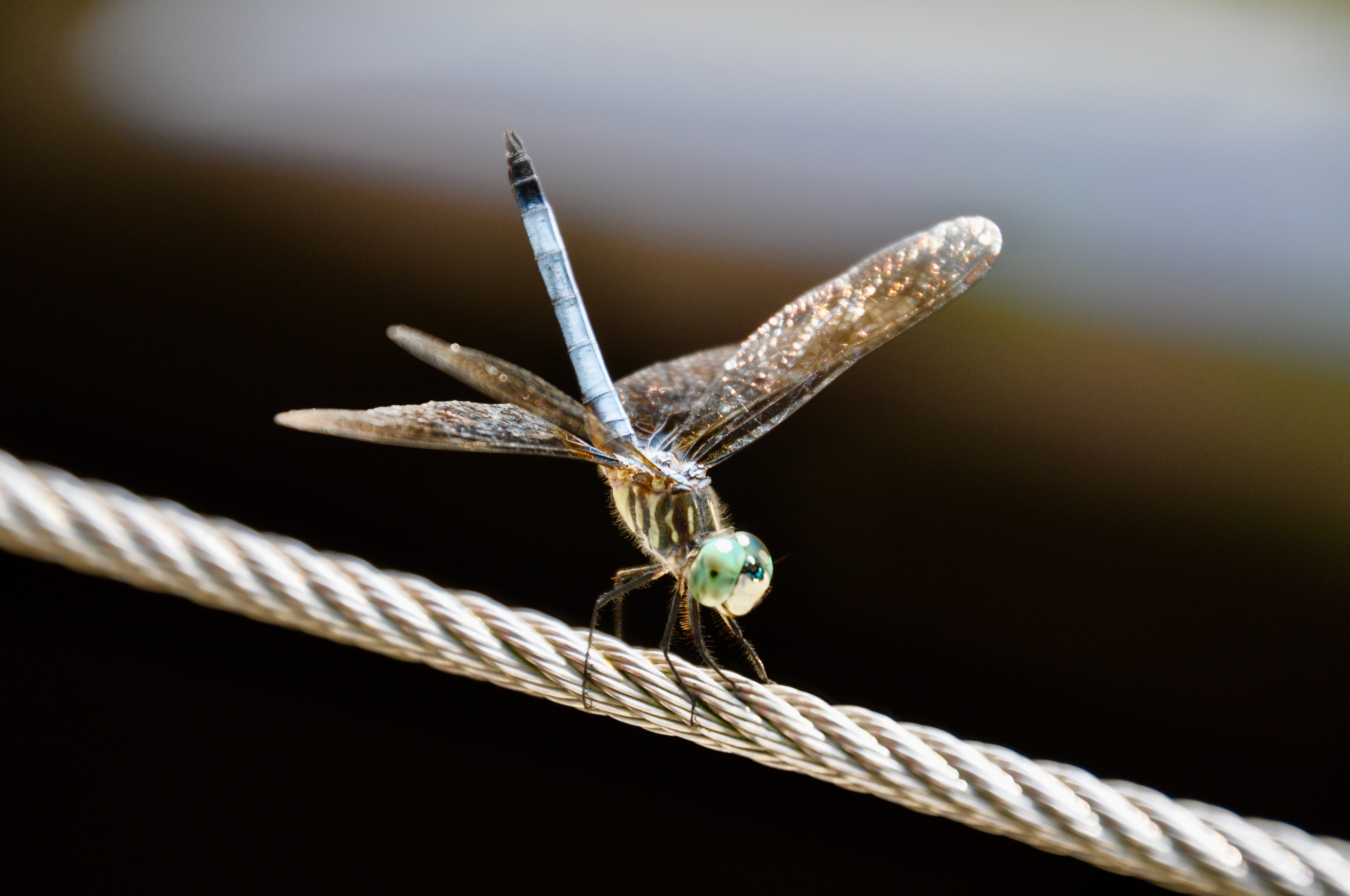 Dragon Fly at Ground for Sculpture, New Jersey