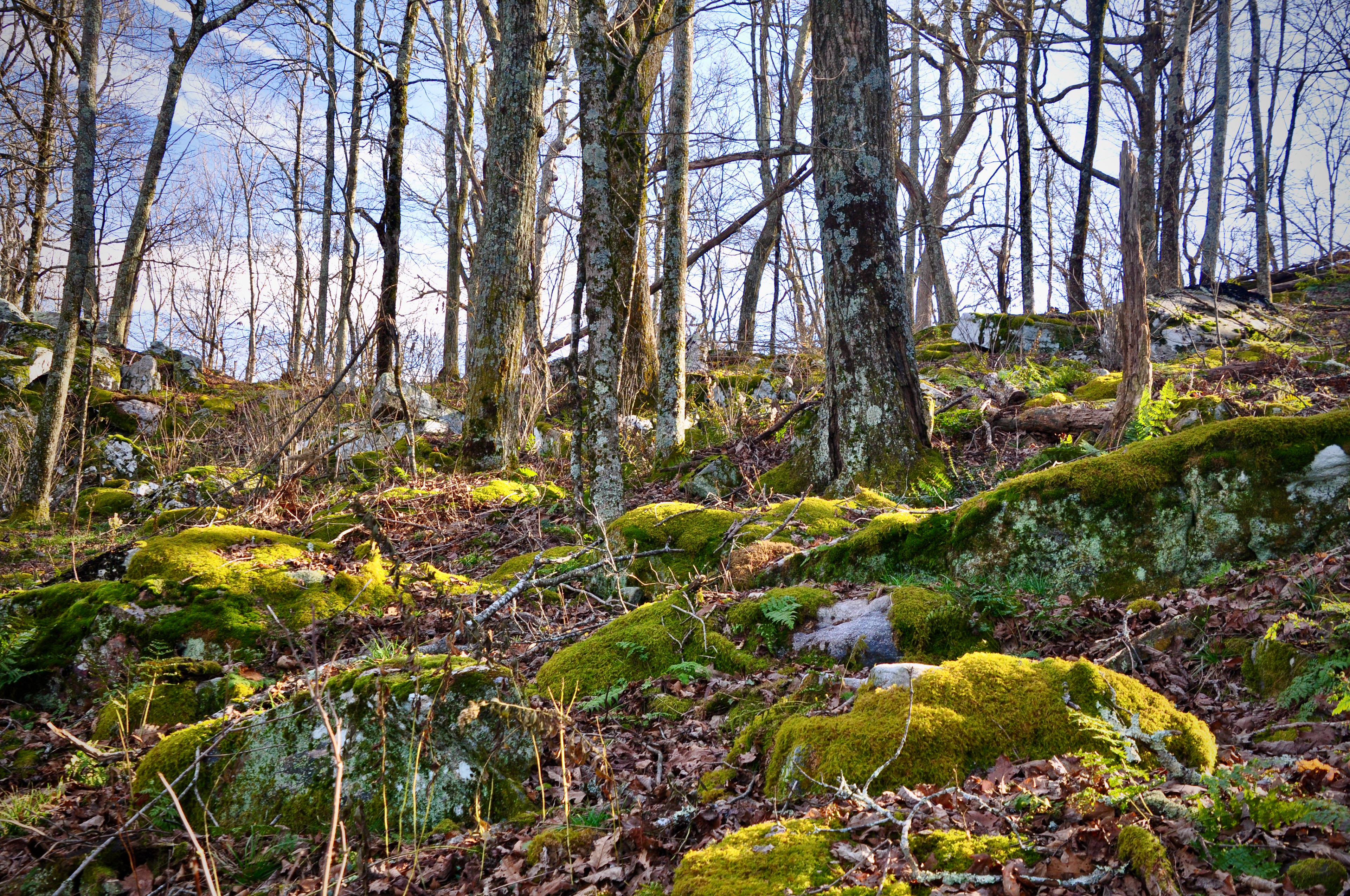 Spring growth in the morning sun