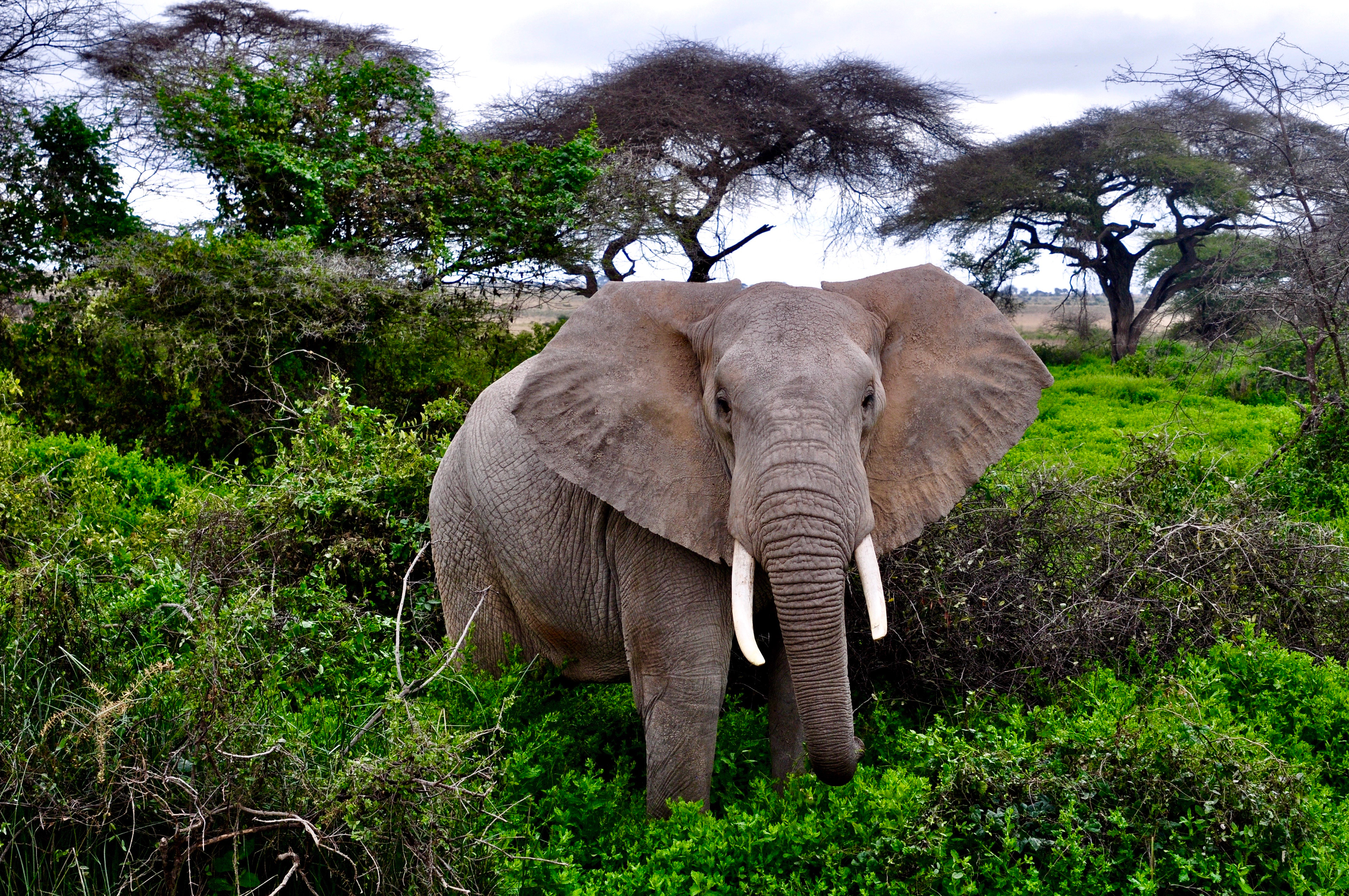 Elephant in Kenya