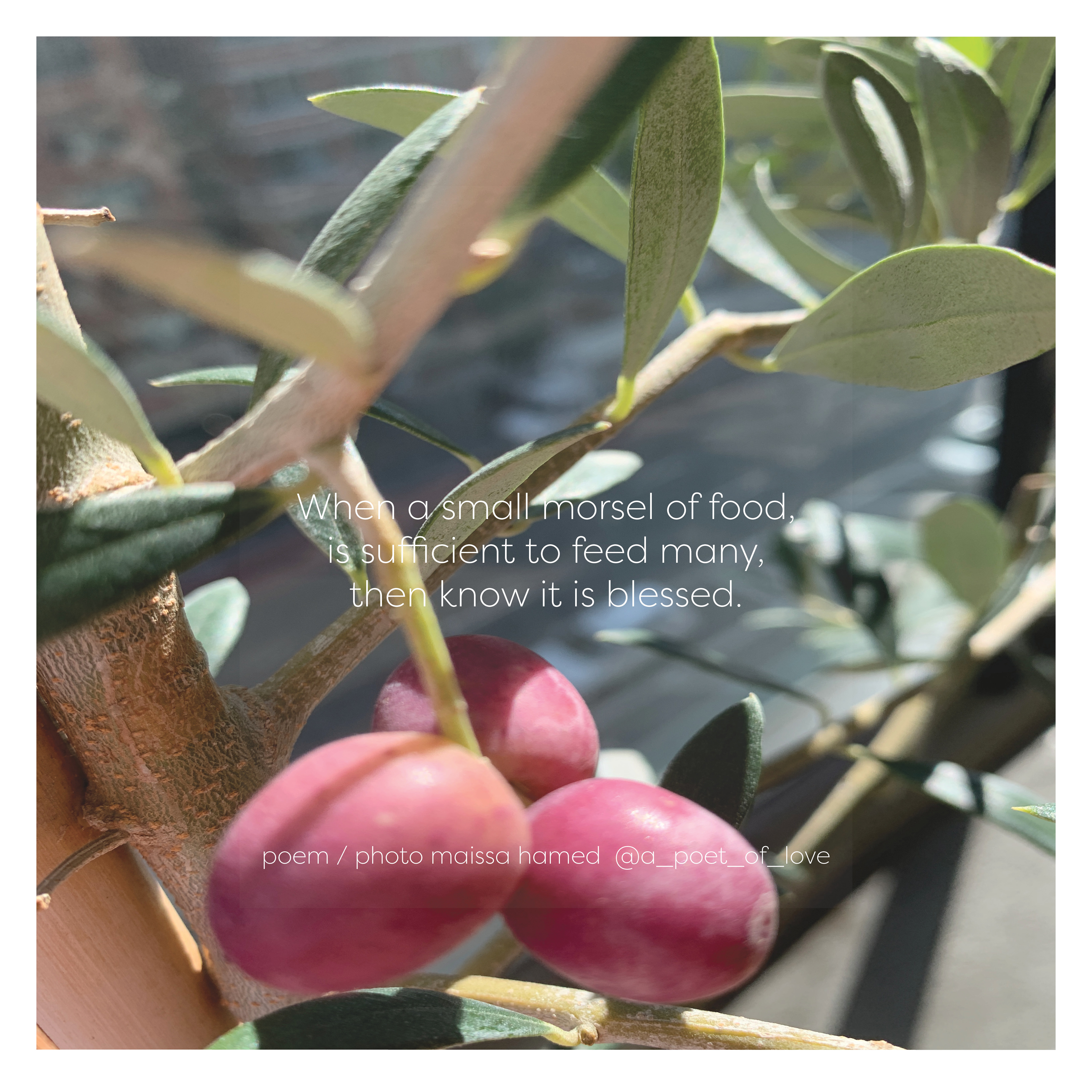 The Blessed Olive Tree, New York, USA Poem and Photo: Maissa Hamed ©