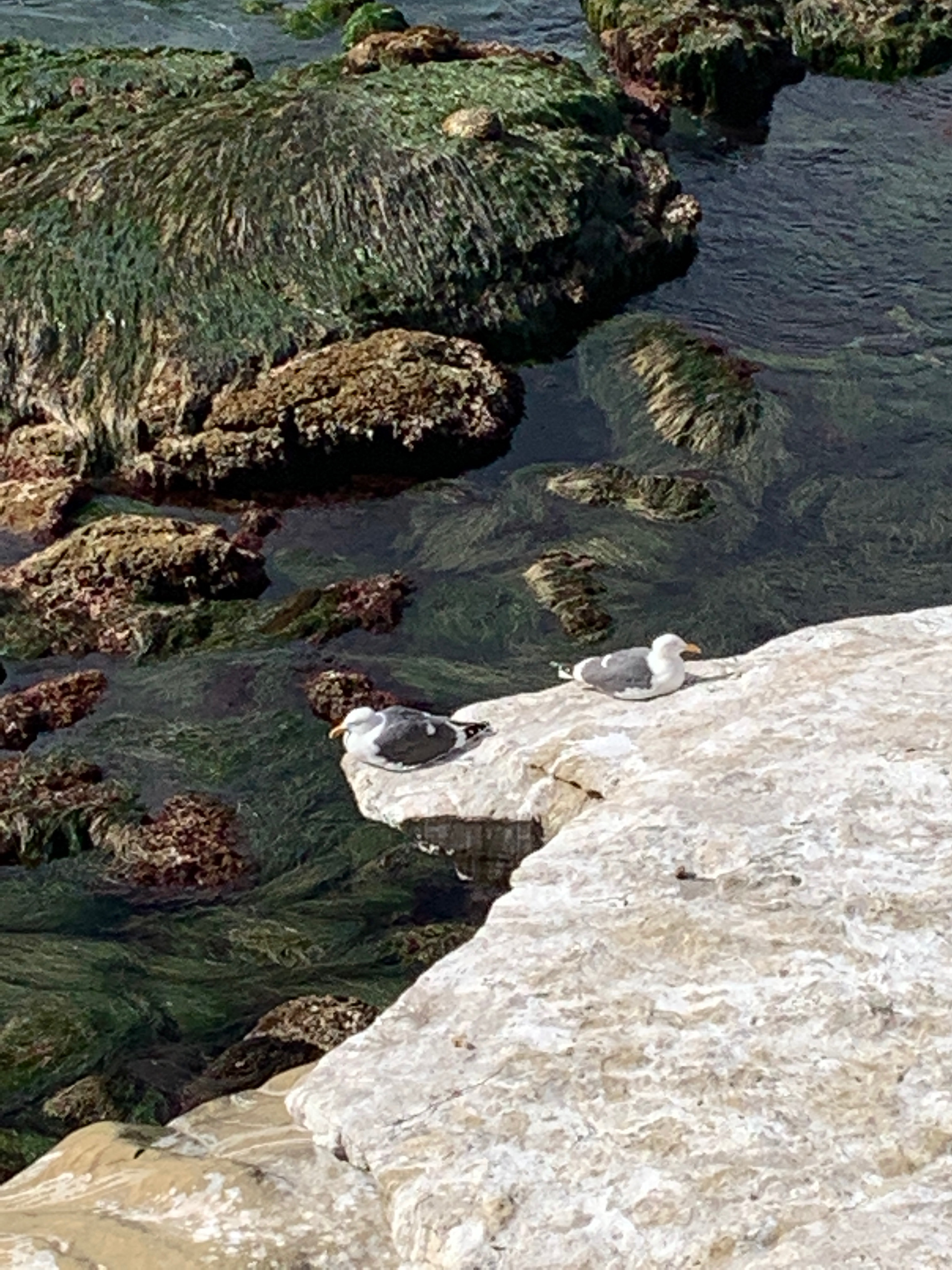 La Jolla, San Diego, California, U.S. Photo: Maissa Hamed ©